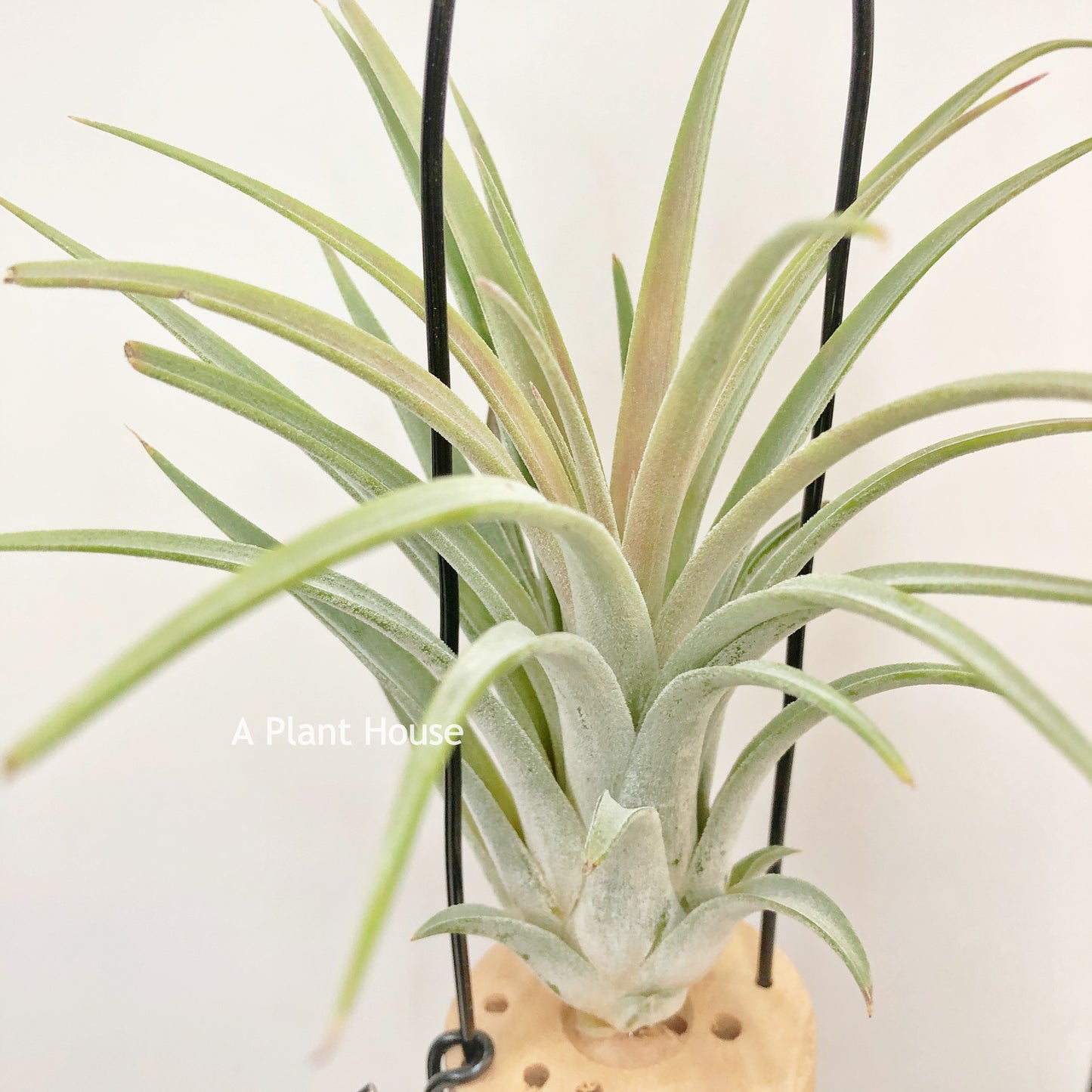 Tillandsia Silver Trinket