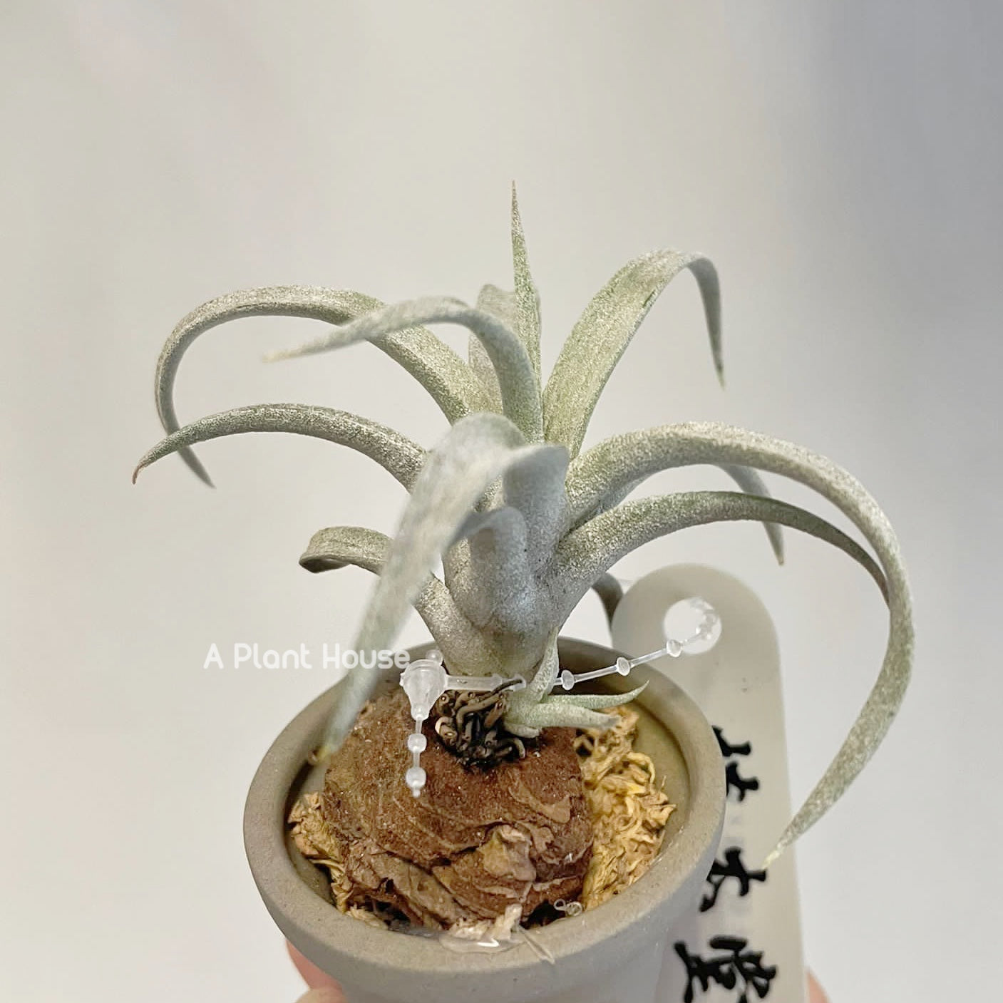 Tillandsia Wow Wow