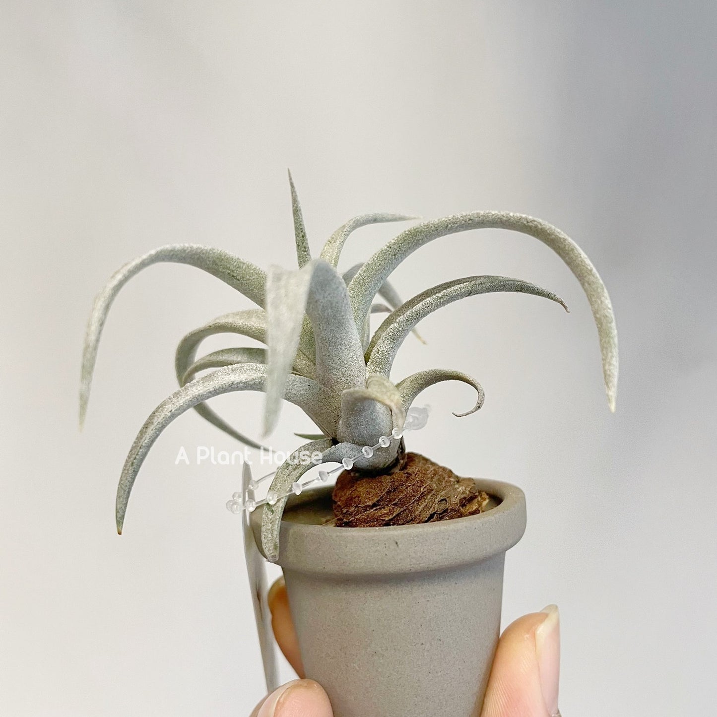 Tillandsia Wow Wow