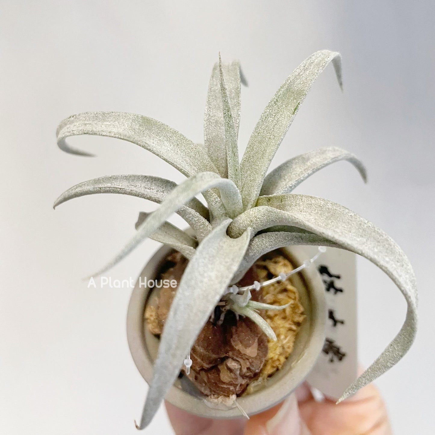 Tillandsia Wow Wow