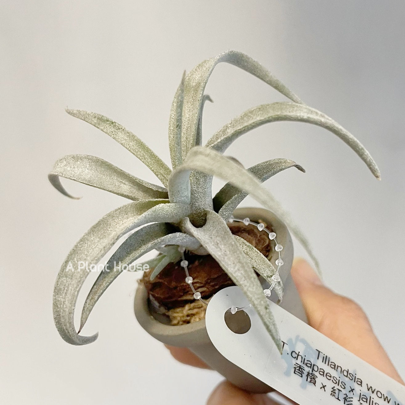 Tillandsia Wow Wow