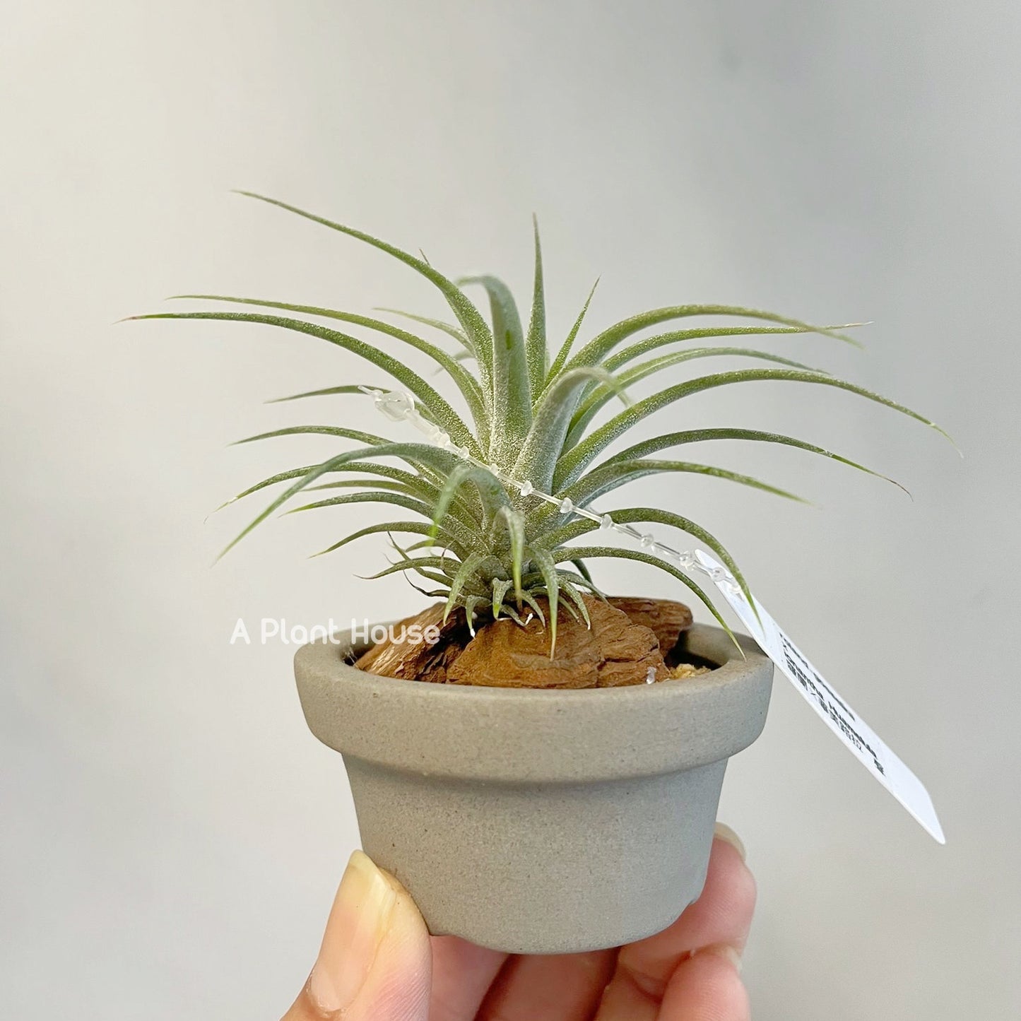 Tillandsia Roland-Gosselinii x T.Ionantha Huamelula