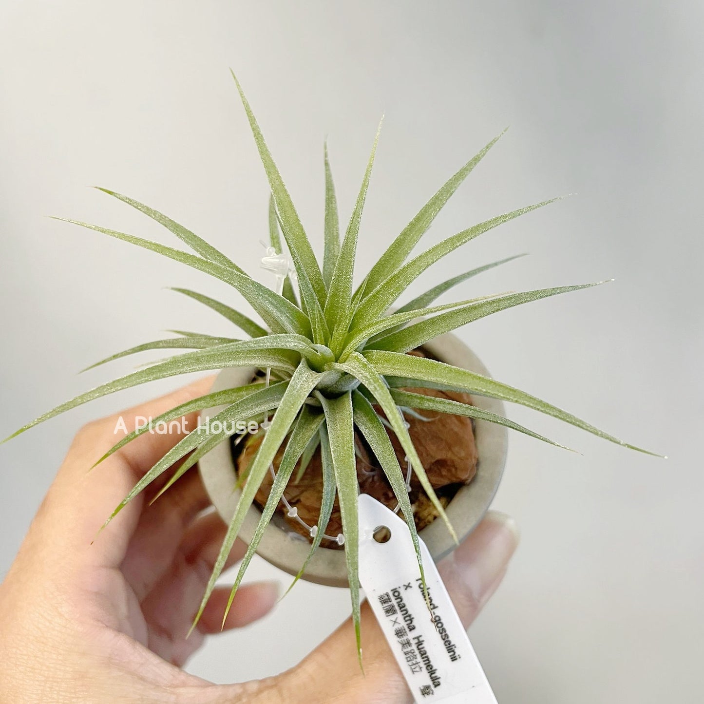 Tillandsia Roland-Gosselinii x T.Ionantha Huamelula