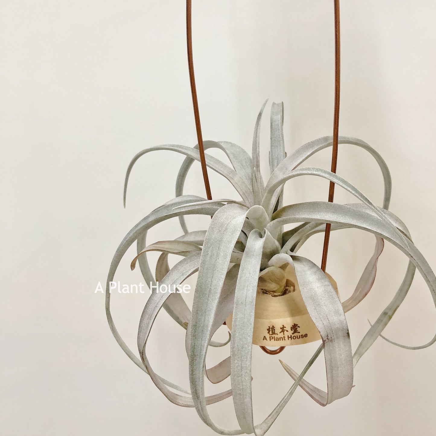 Tillandsia Michele