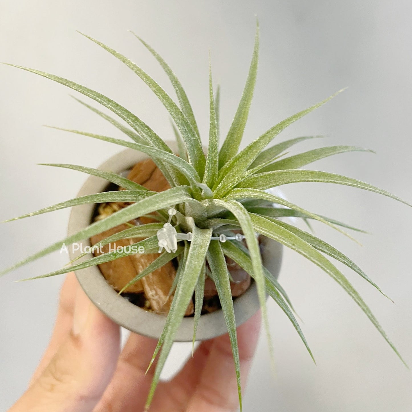 Tillandsia Roland-Gosselinii x T.Ionantha Huamelula