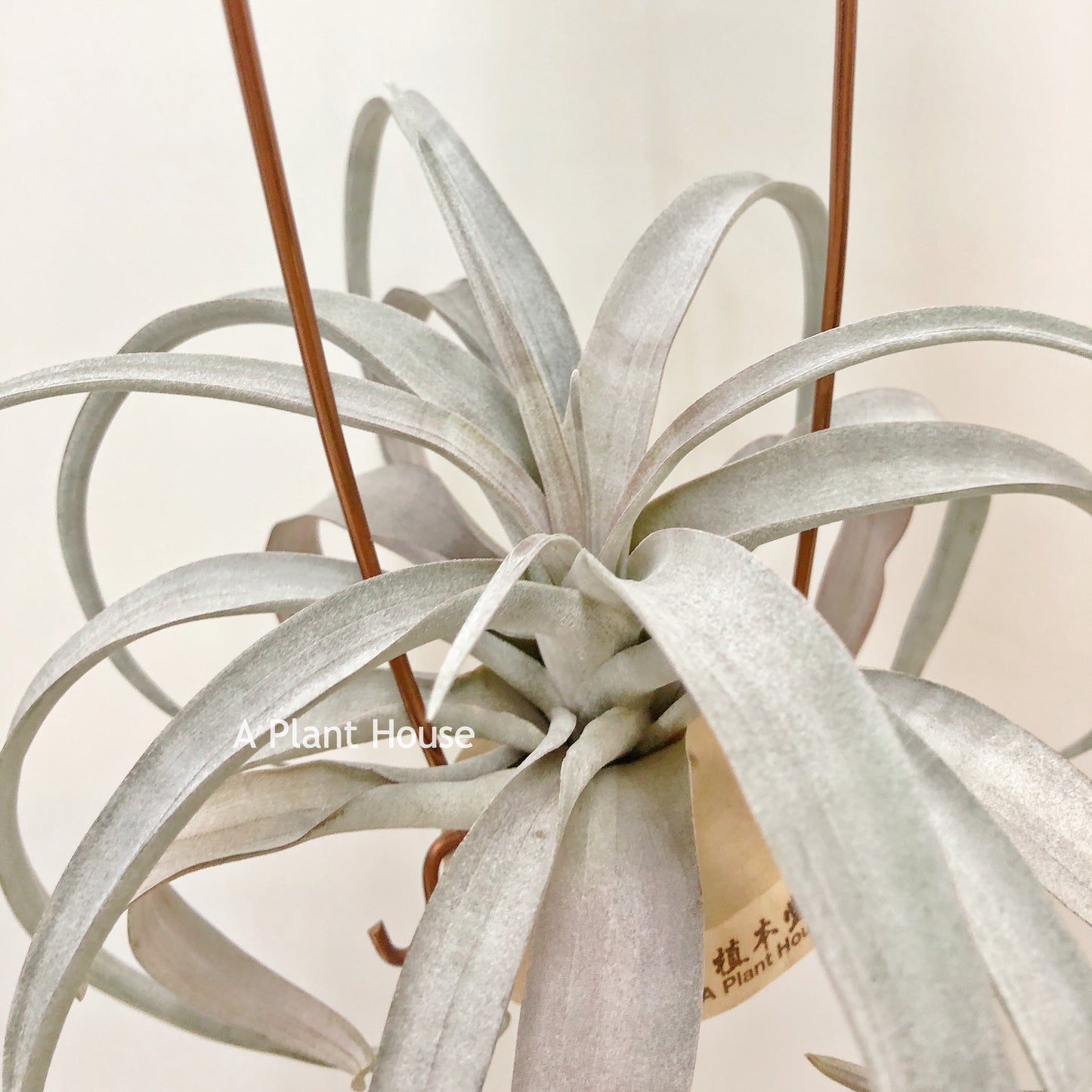 Tillandsia Michele
