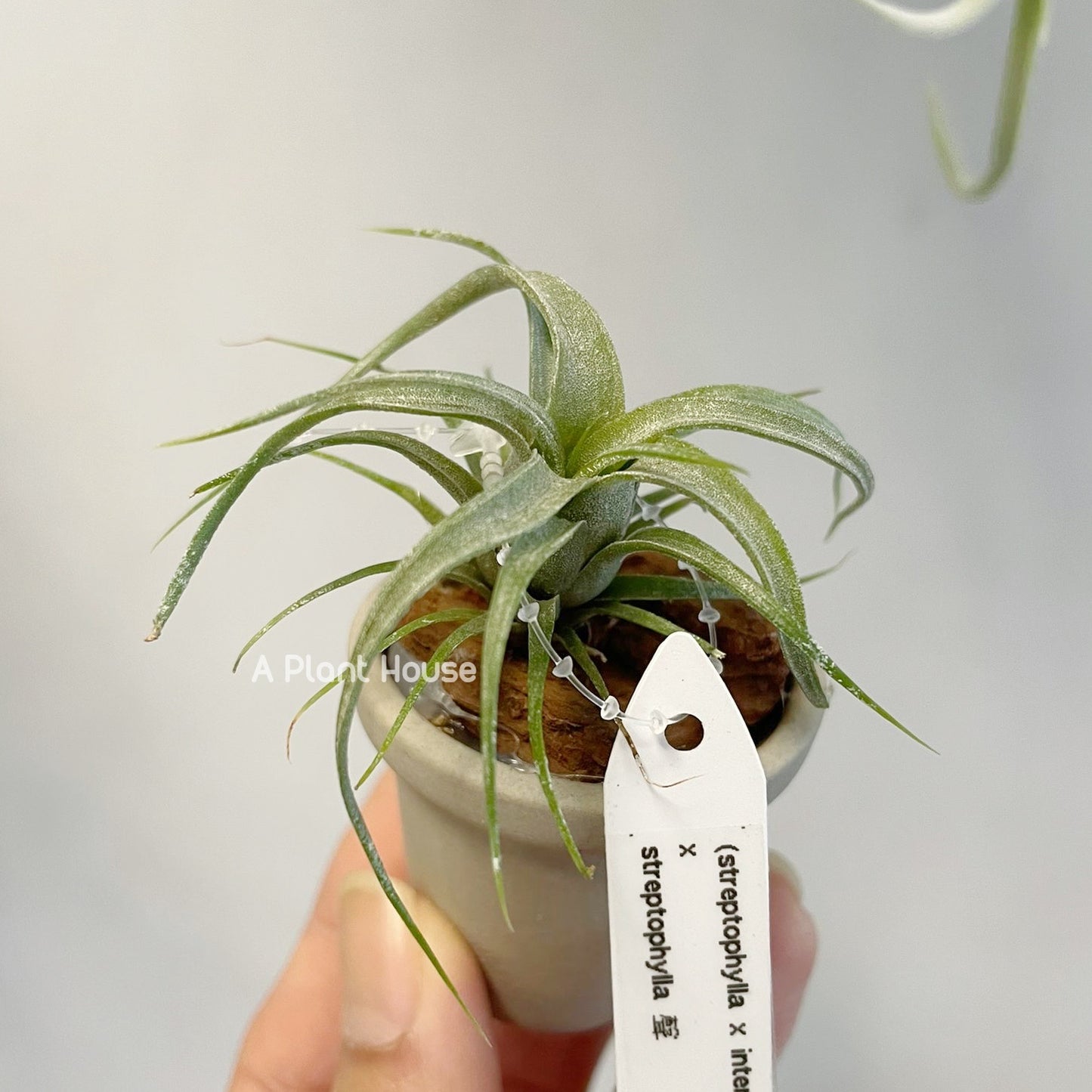 Tillandsia (Streptophylla x Intermedia) x Streptophylla