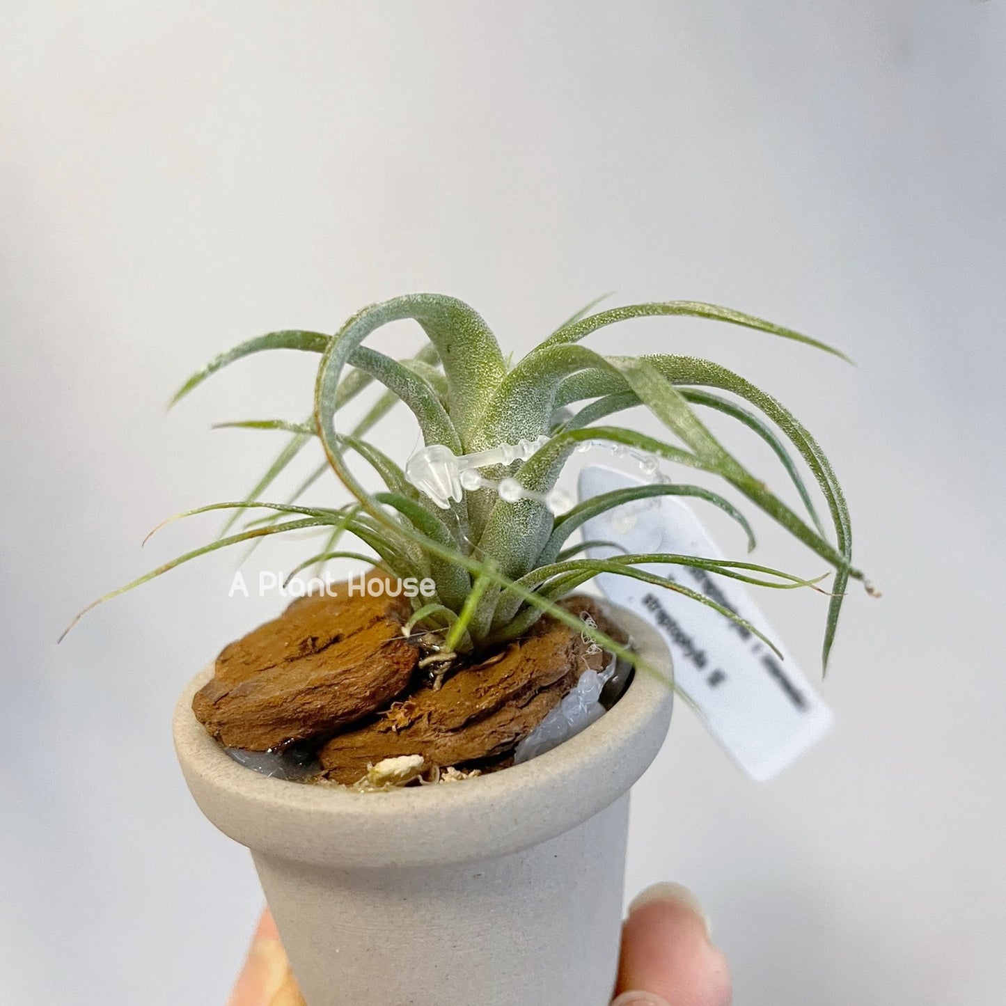 Tillandsia (Streptophylla x Intermedia) x Streptophylla