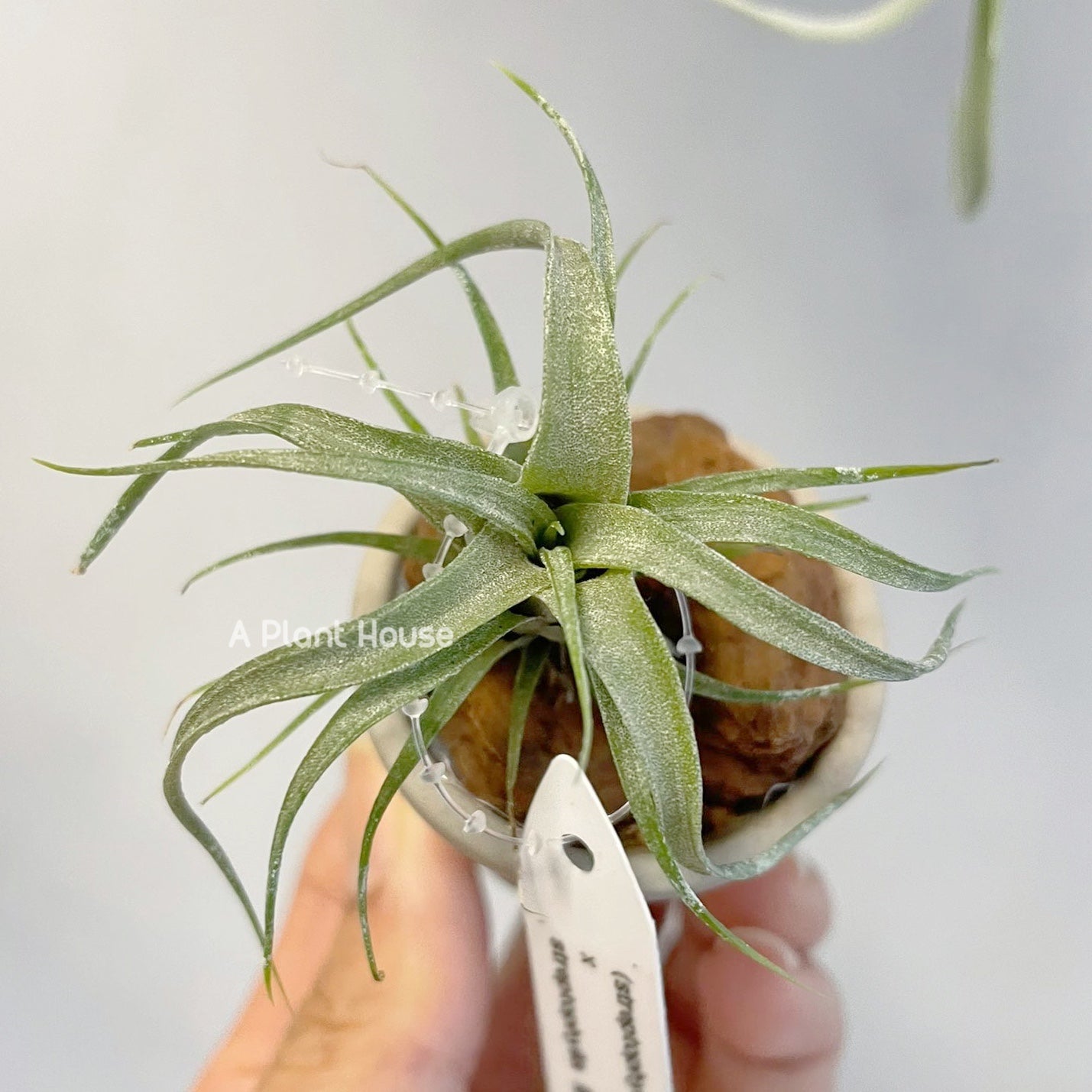 Tillandsia (Streptophylla x Intermedia) x Streptophylla