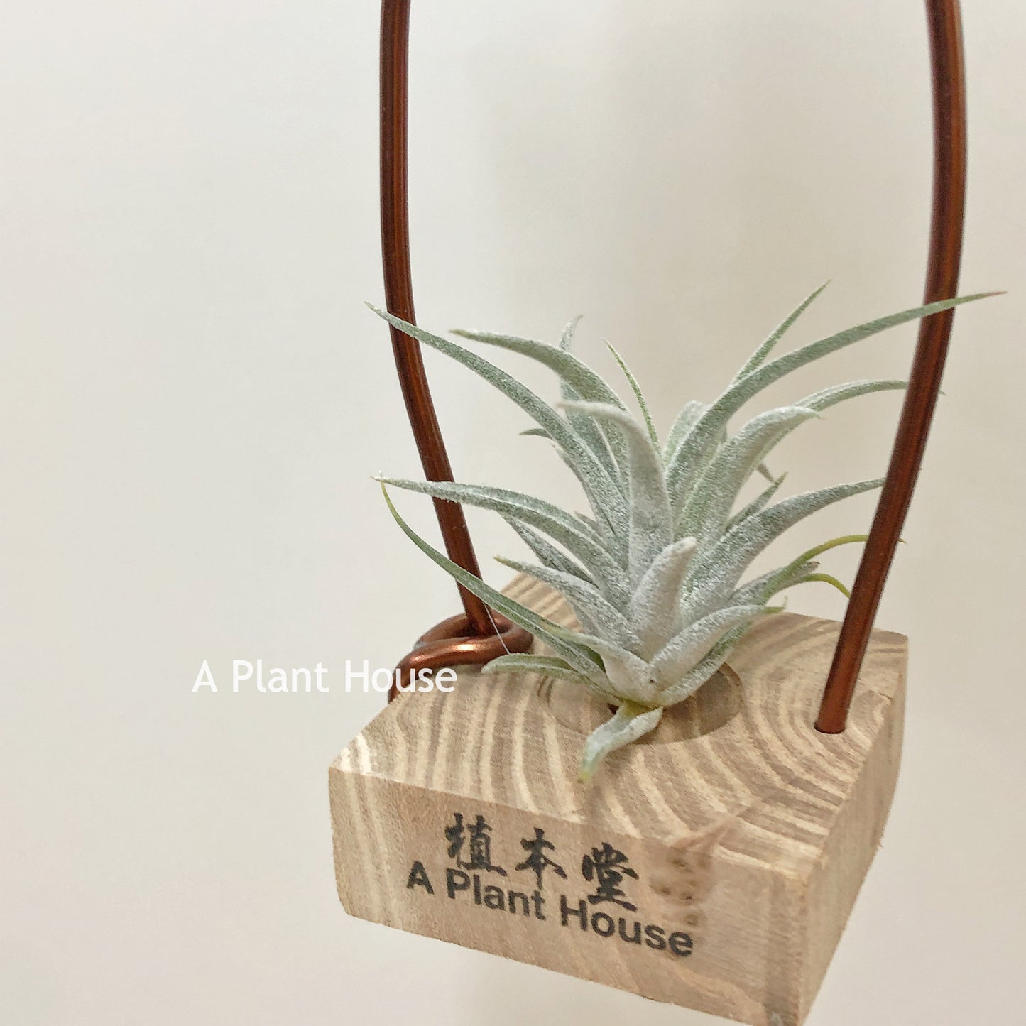 Tillandsia Chiapensis Giant x Ionantha’Curly Giant’