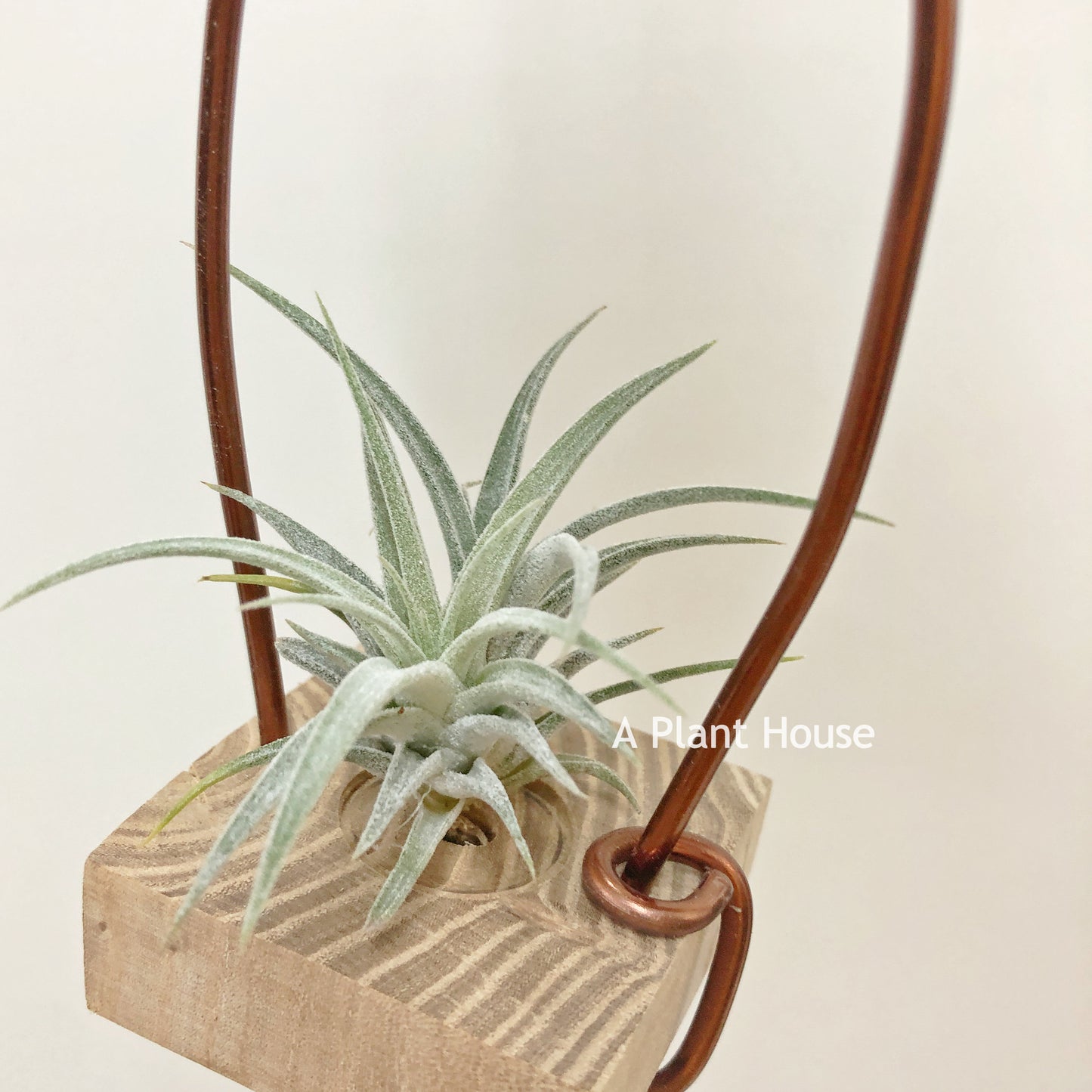 Tillandsia Chiapensis Giant x Ionantha’Curly Giant’