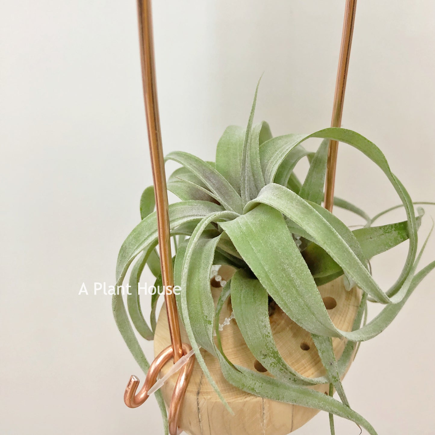 Tillandsia Flexuosa’Grand Cayman’ X Streptophylla’Mexico’