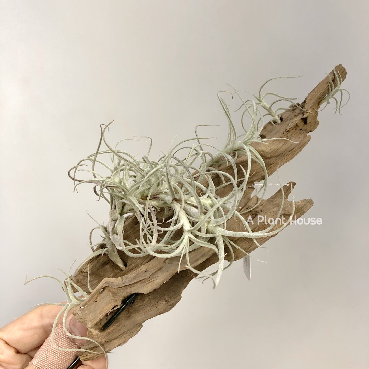 Tillandsia Marconae