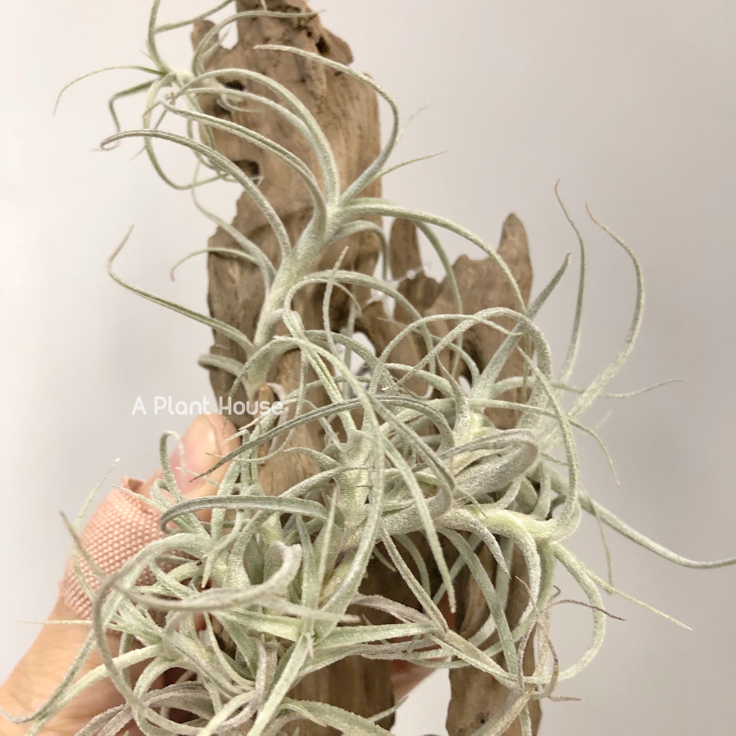 Tillandsia Marconae