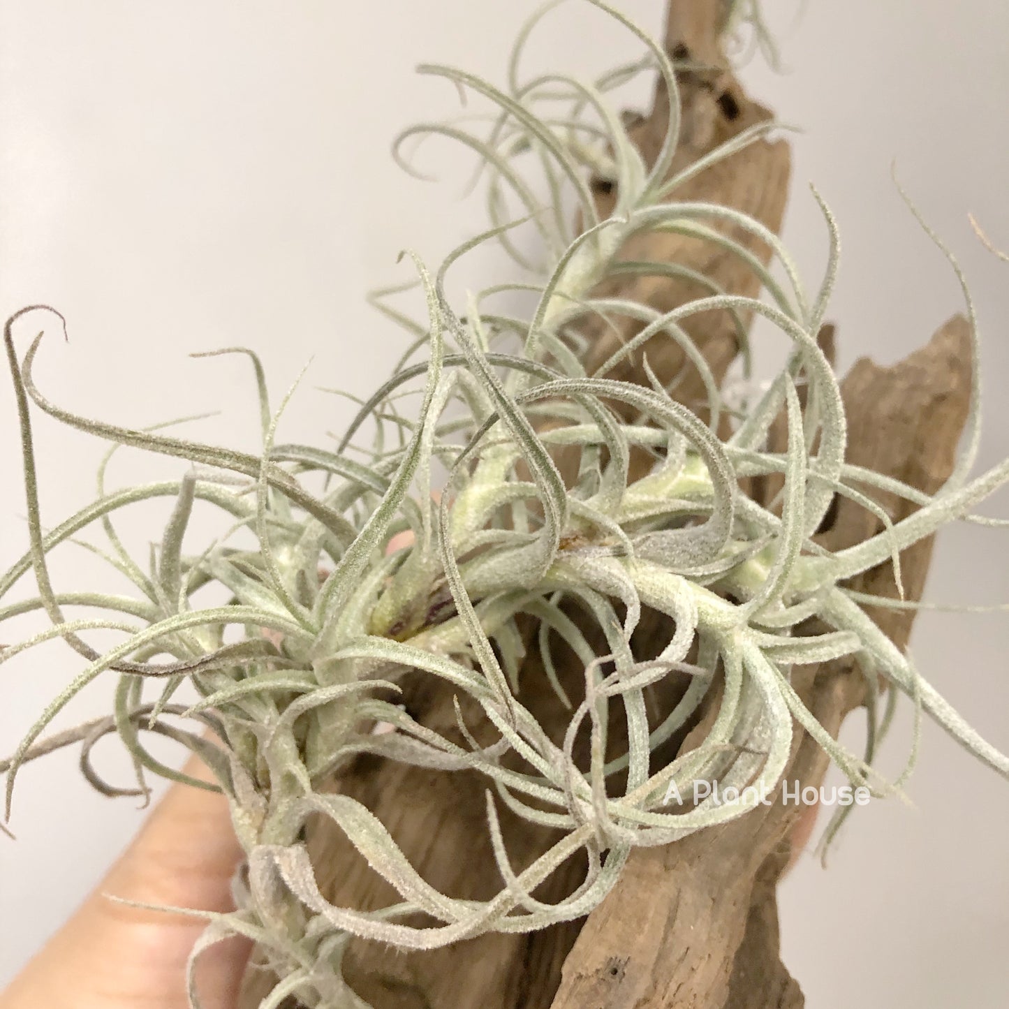 Tillandsia Marconae