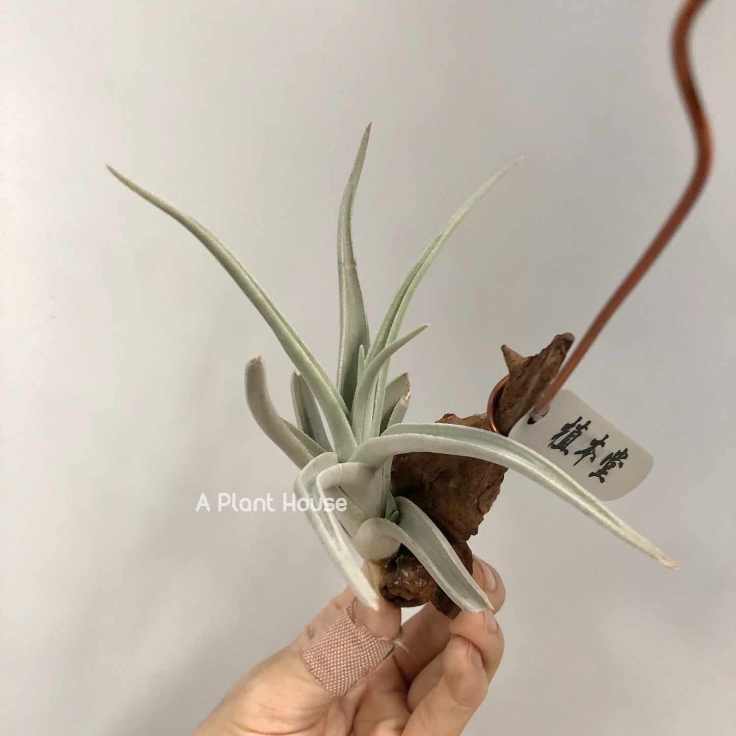 Tillandsia Ramellae