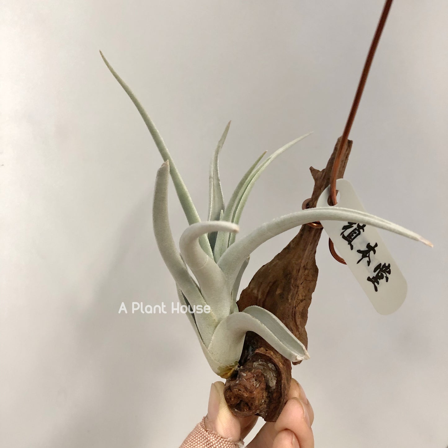 Tillandsia Ramellae