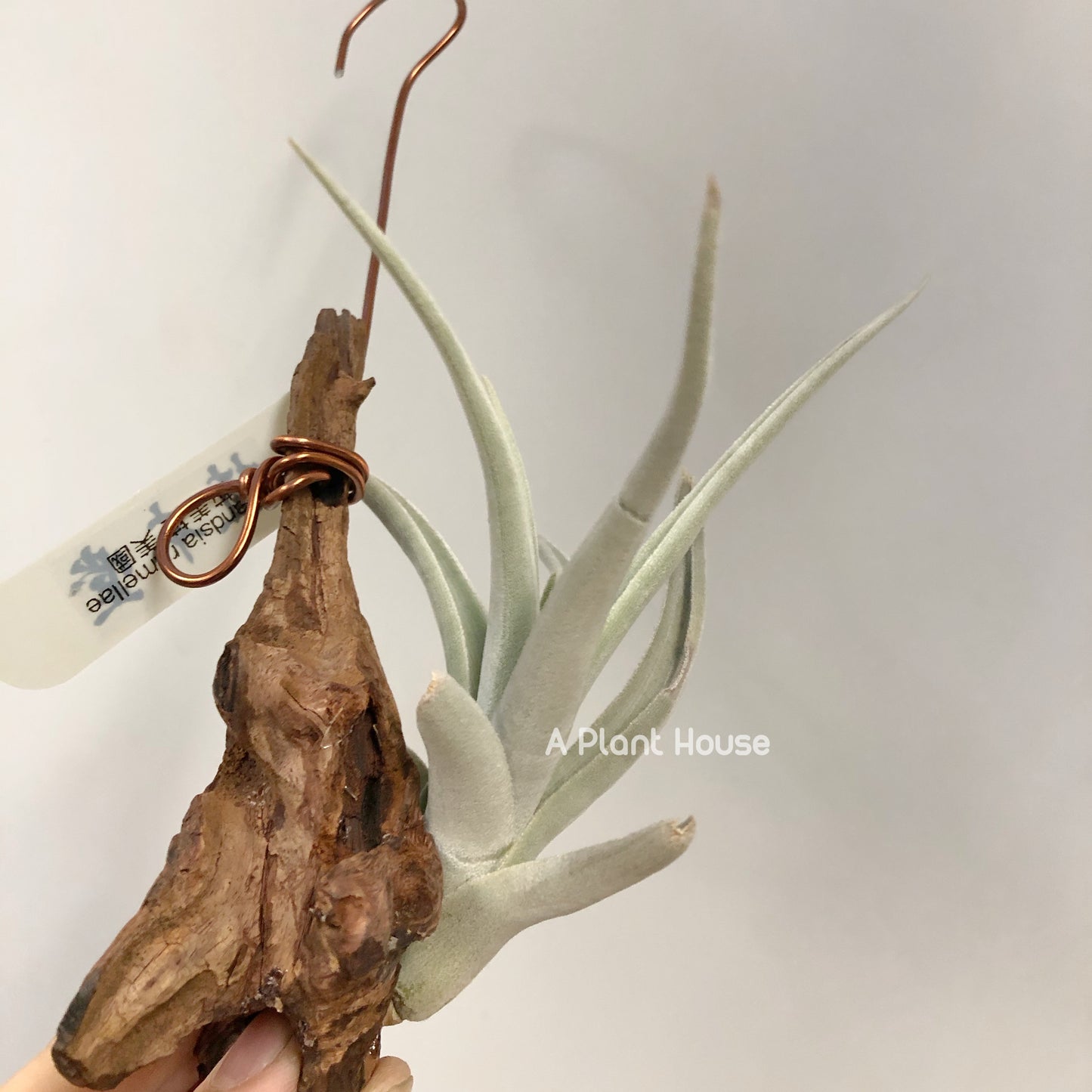 Tillandsia Ramellae