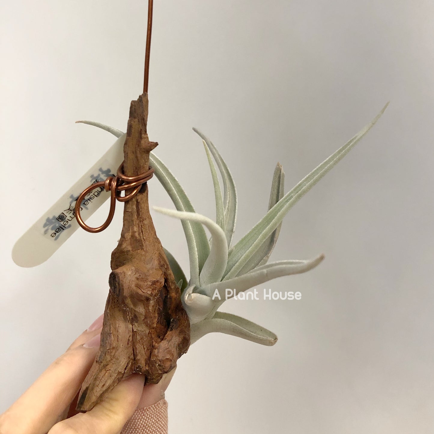 Tillandsia Ramellae