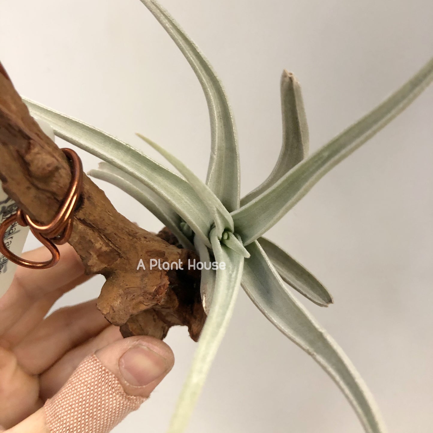 Tillandsia Ramellae