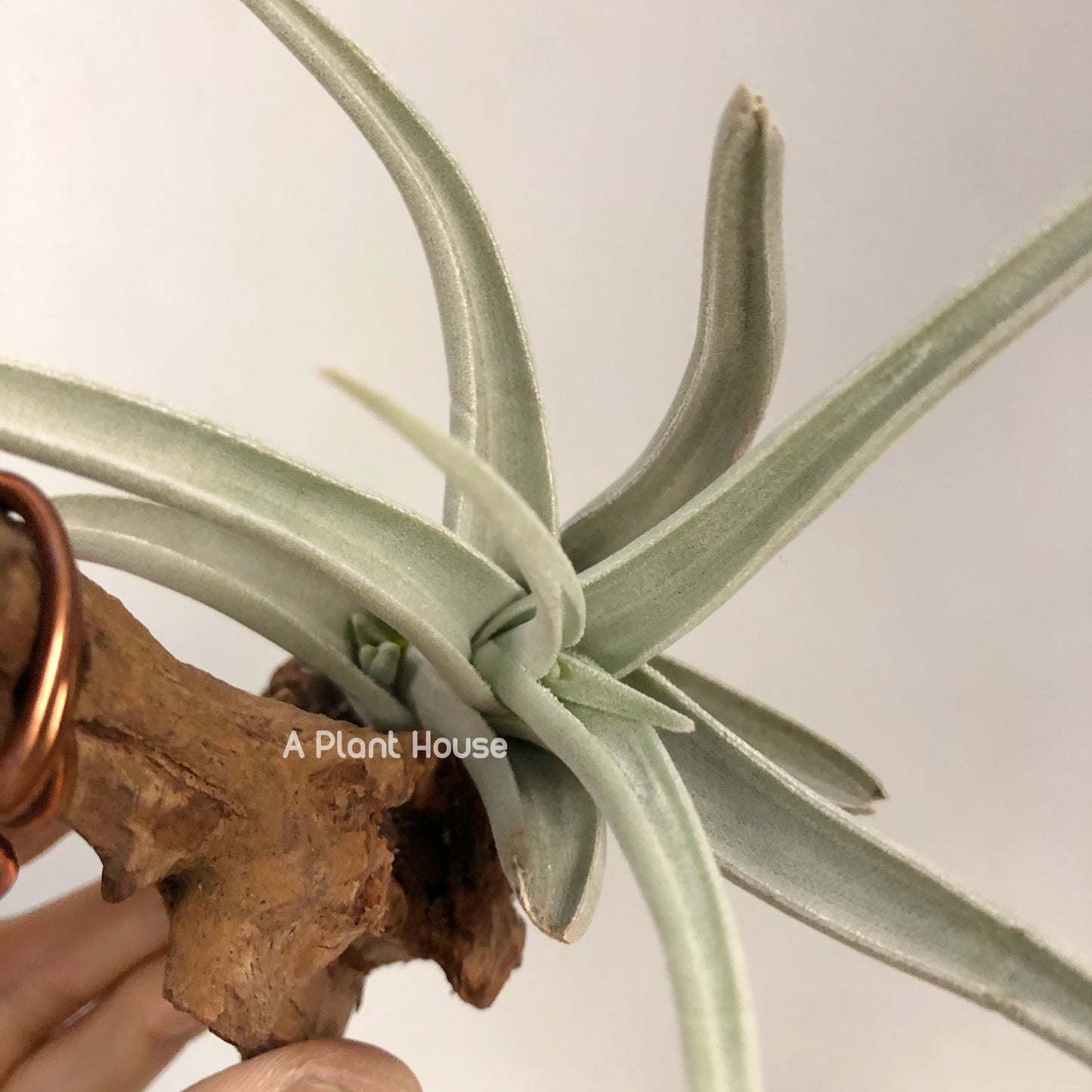 Tillandsia Ramellae