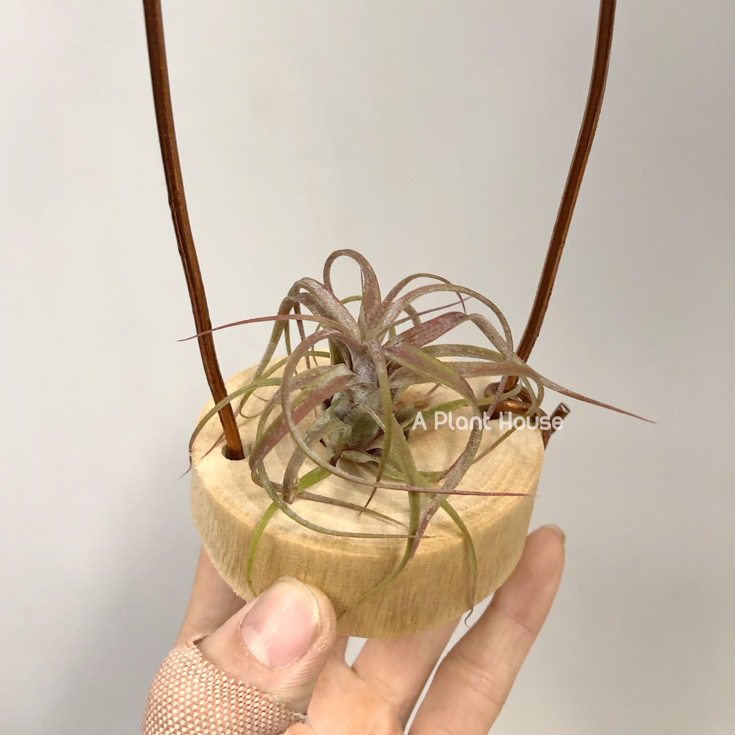 Tillandsia Bartolo x Streptophylla