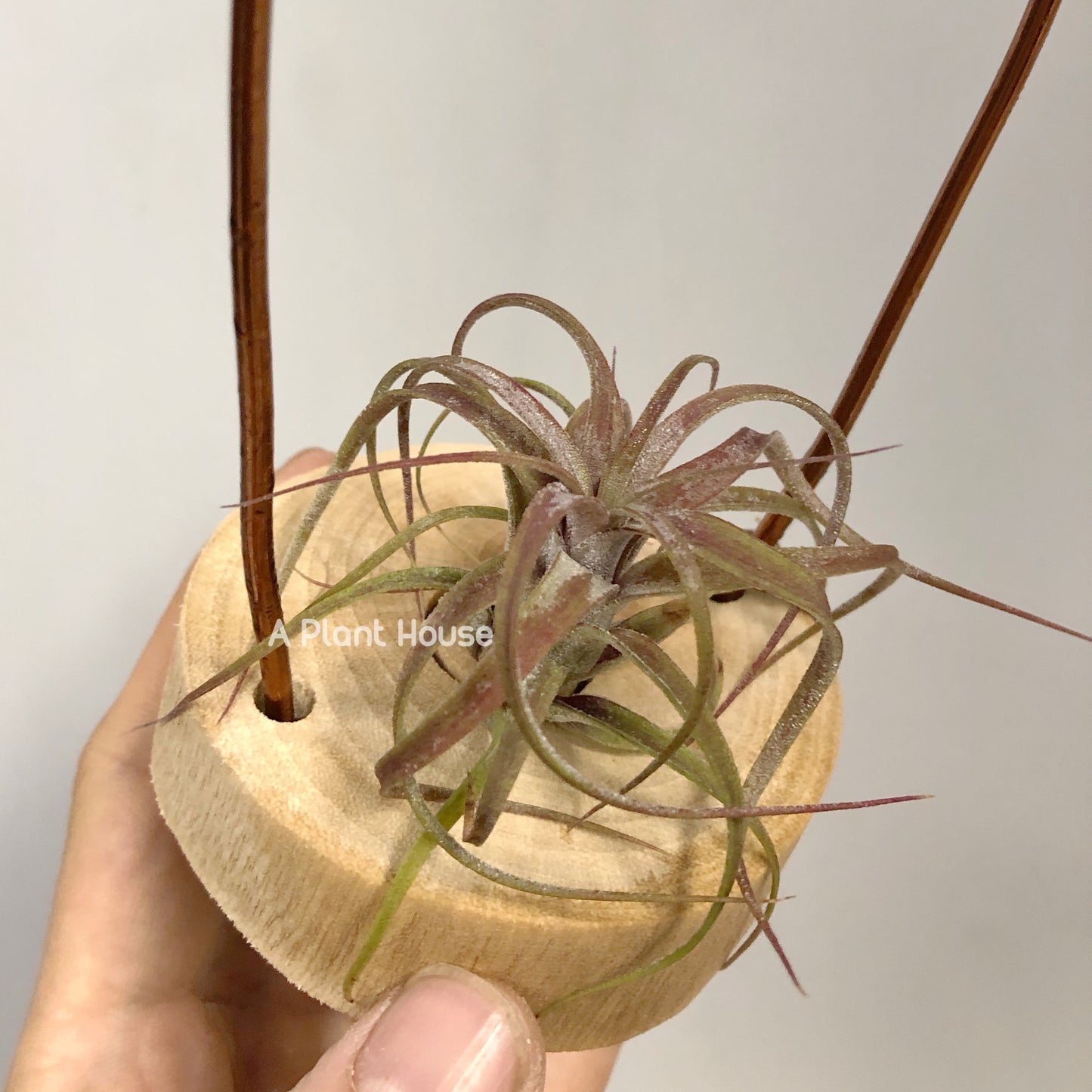 Tillandsia Bartolo x Streptophylla