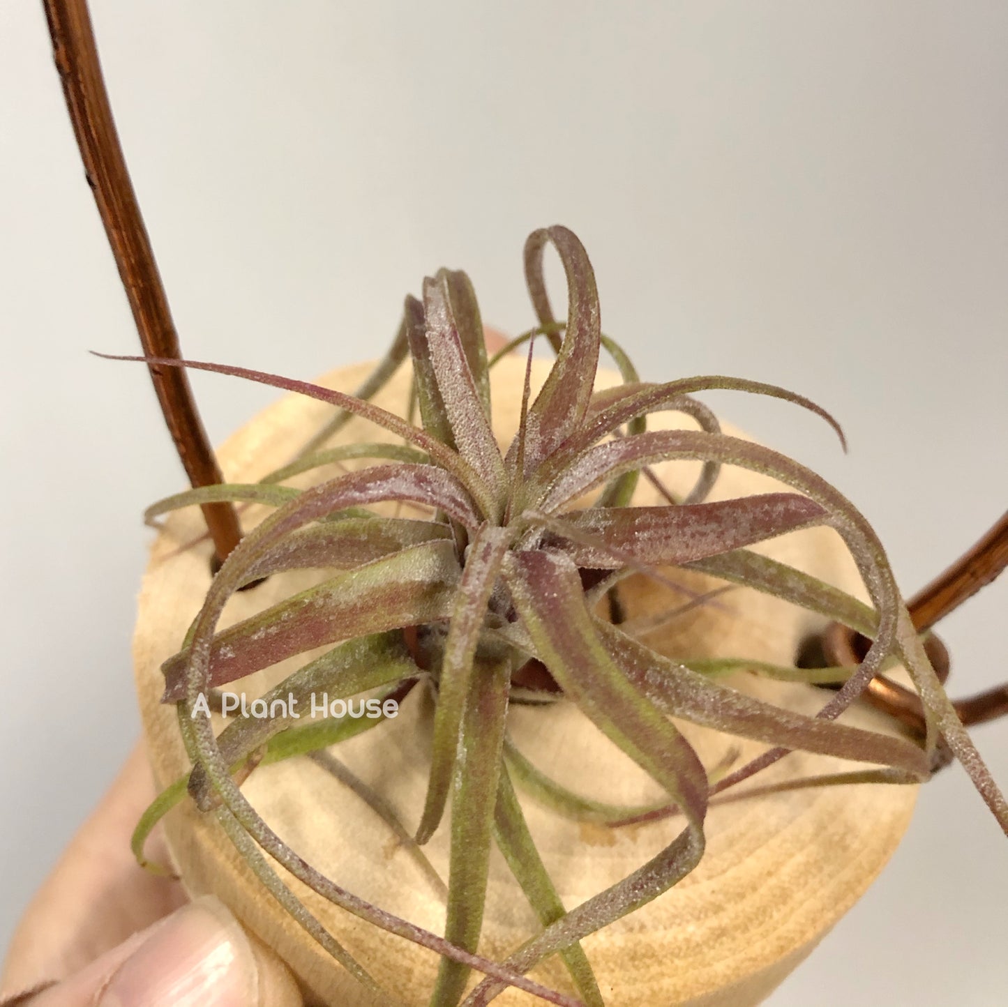 Tillandsia Bartolo x Streptophylla
