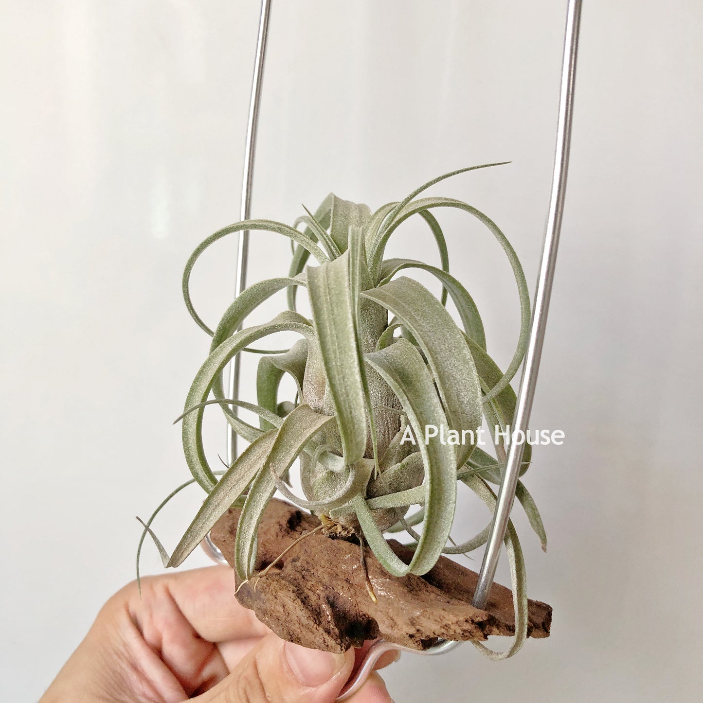 Tillandsia Zacapanensis x Streptophylls