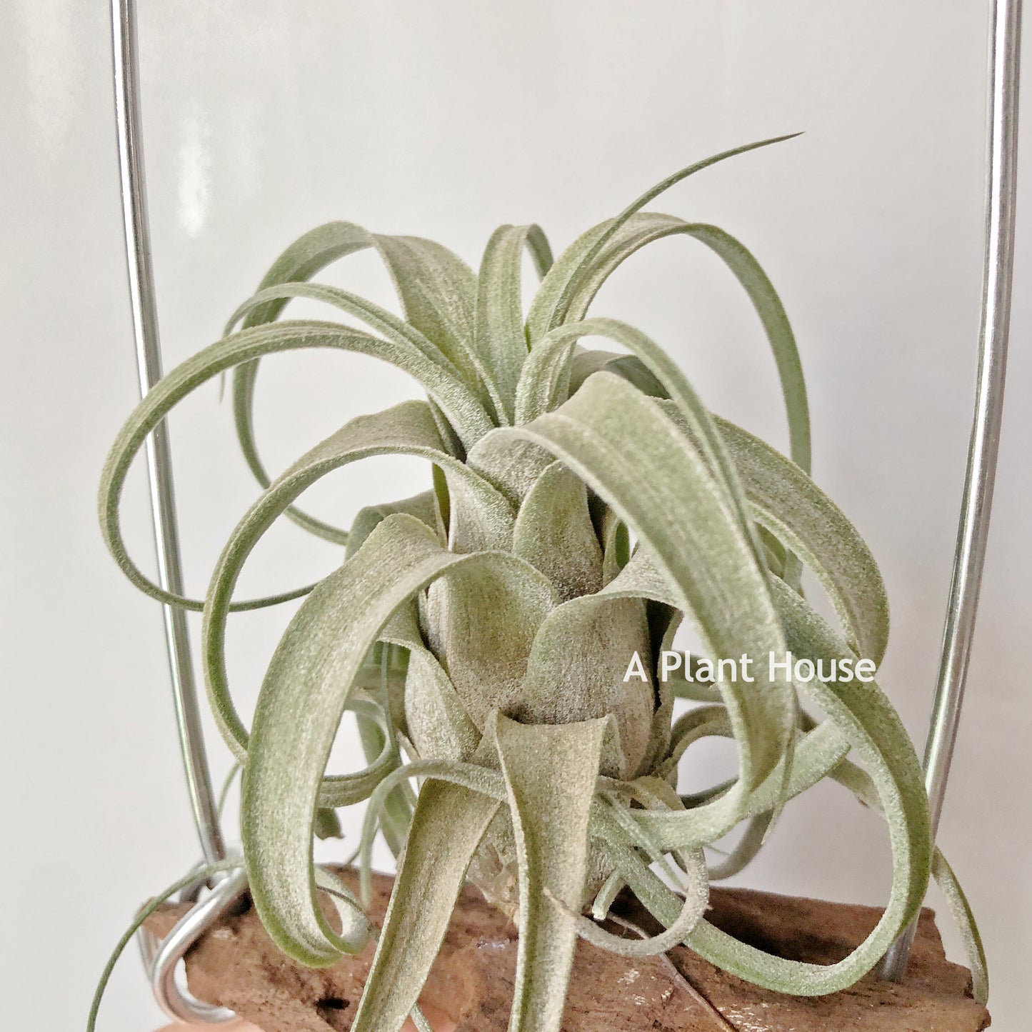 Tillandsia Zacapanensis x Streptophylls