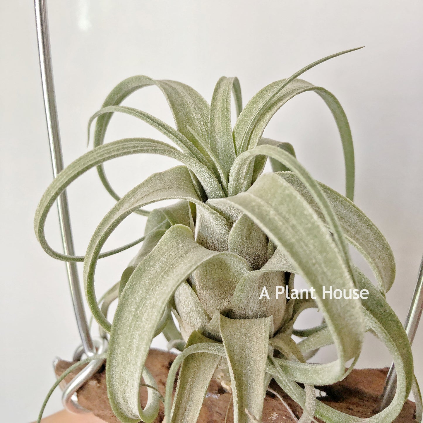 Tillandsia Zacapanensis x Streptophylls