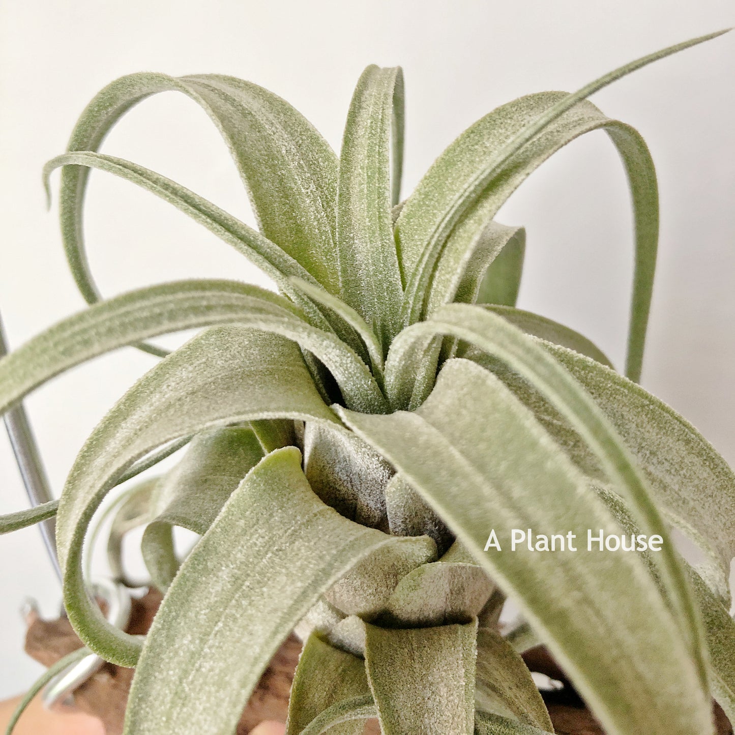 Tillandsia Zacapanensis x Streptophylls