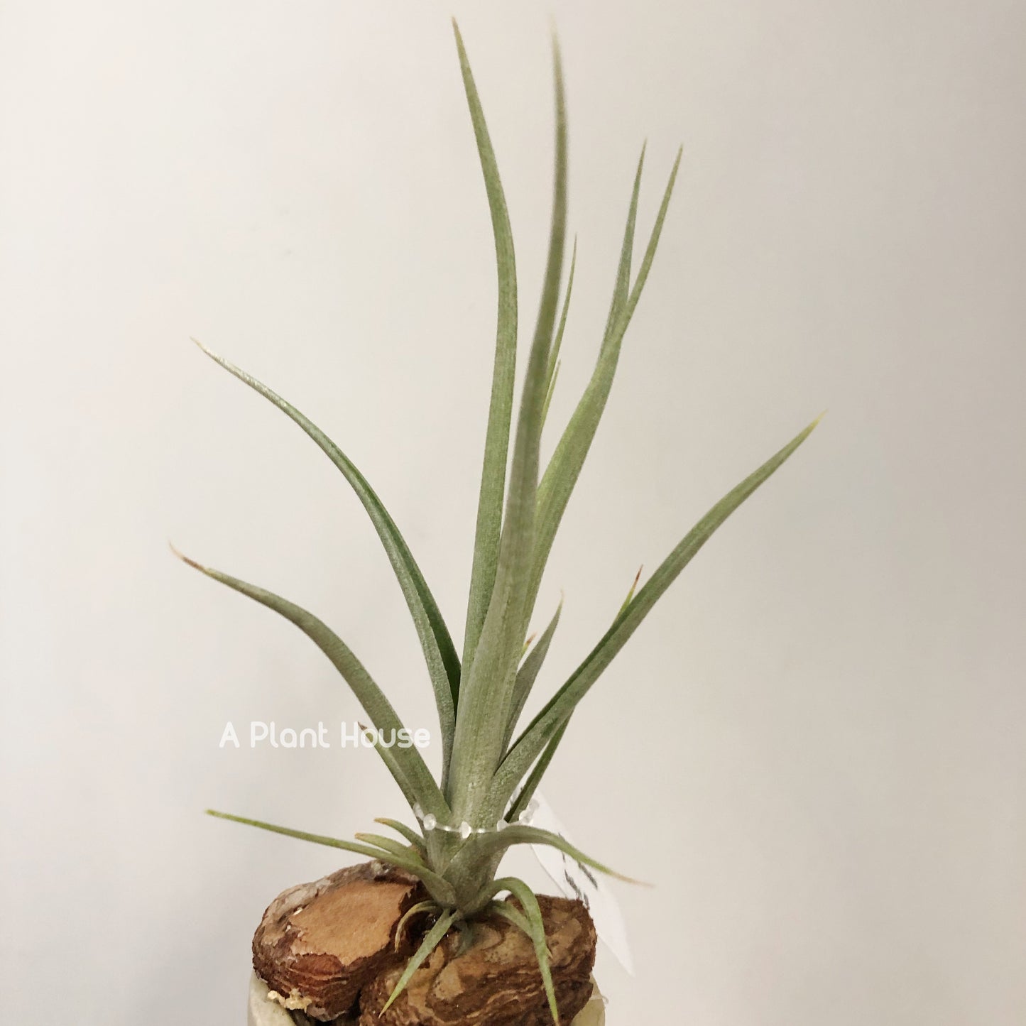 Tillandsia Roland-Gosselinii x Balieyi