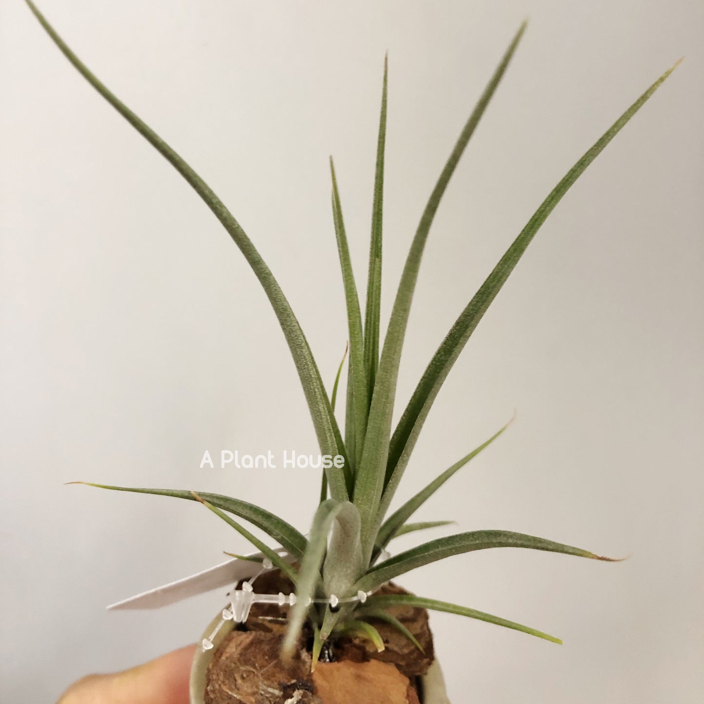 Tillandsia Roland-Gosselinii x Balieyi