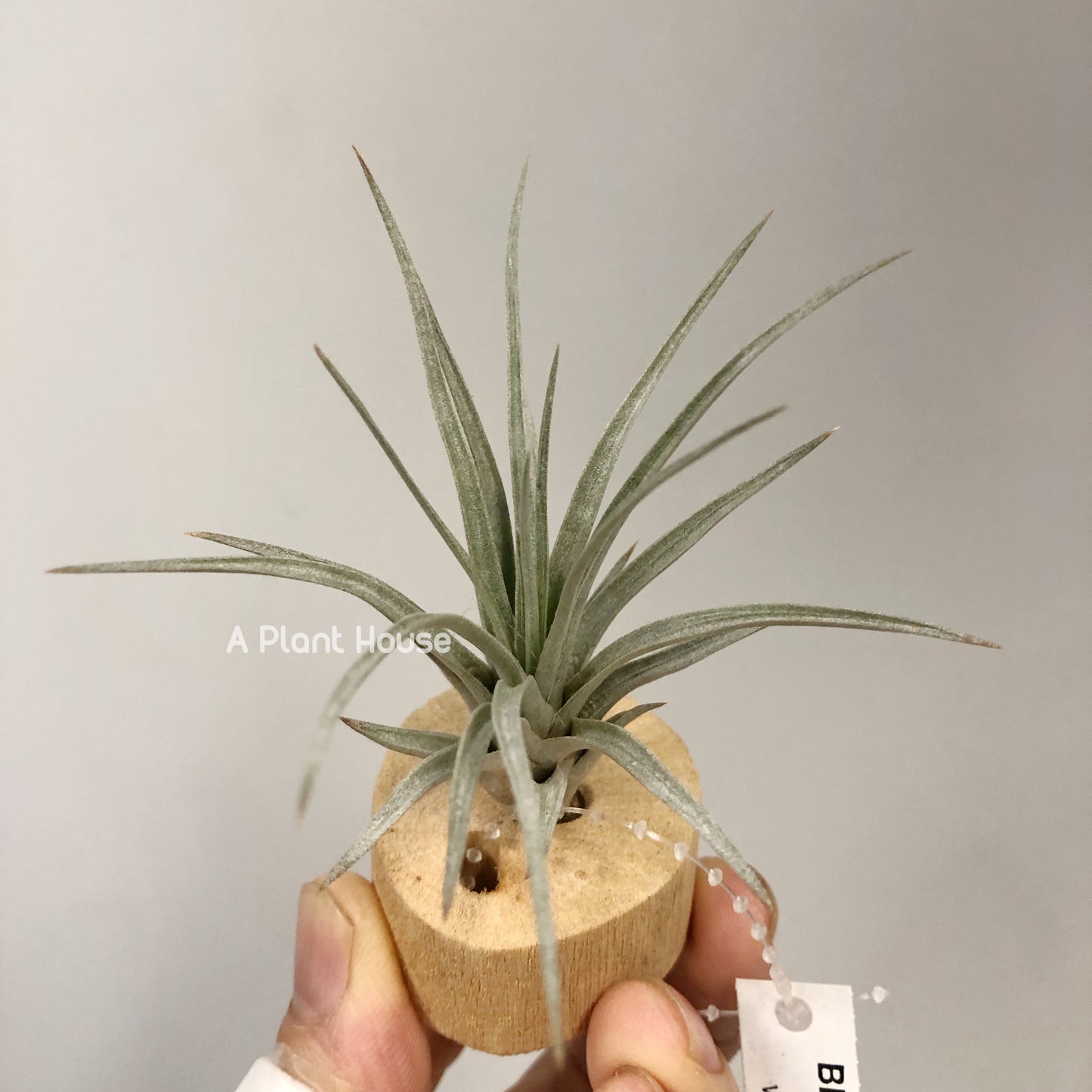 Tillandsia Mima V.Chilitensis