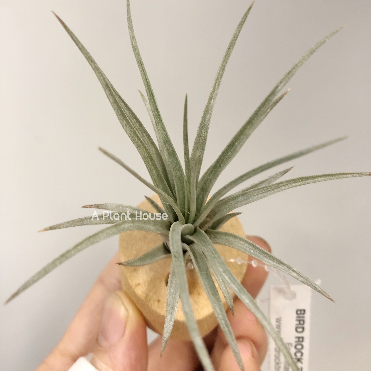 Tillandsia Mima V.Chilitensis