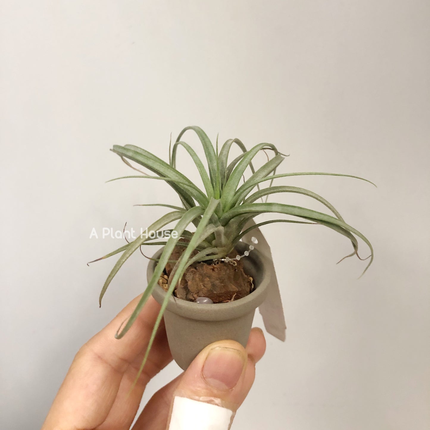 Tillandsia Concolor x Bea Correale