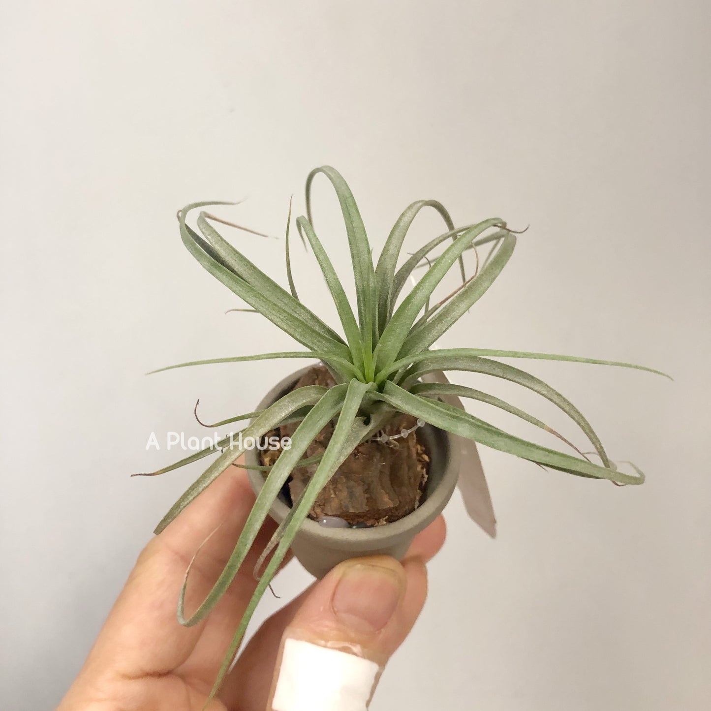 Tillandsia Concolor x Bea Correale