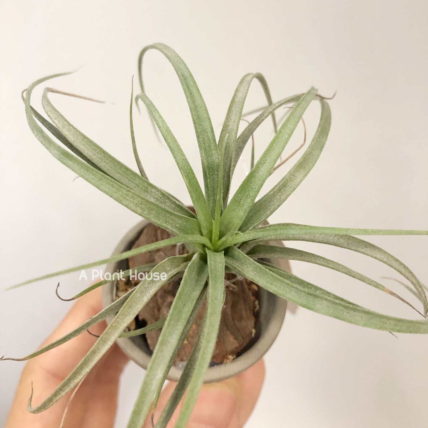 Tillandsia Concolor x Bea Correale