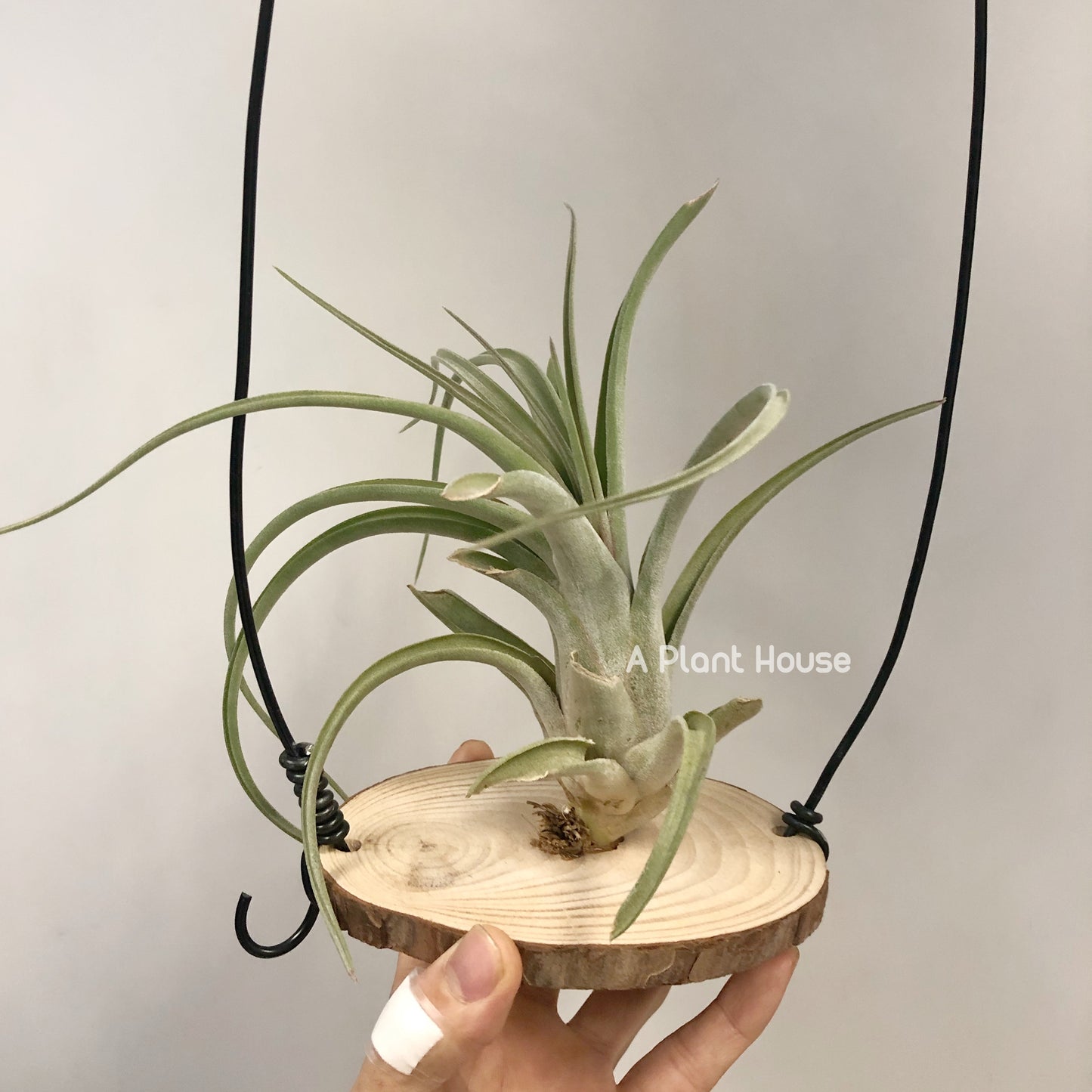 Tillandsia Cheryl