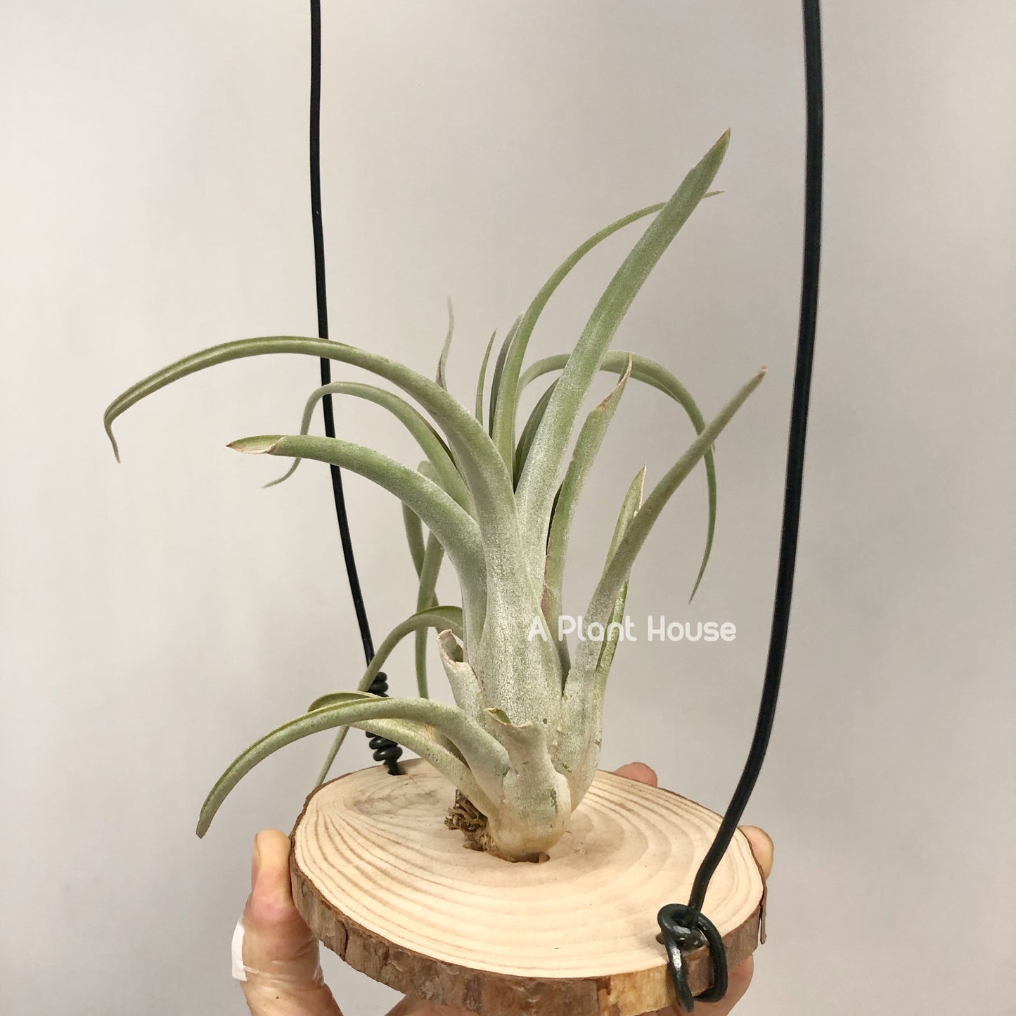 Tillandsia Cheryl