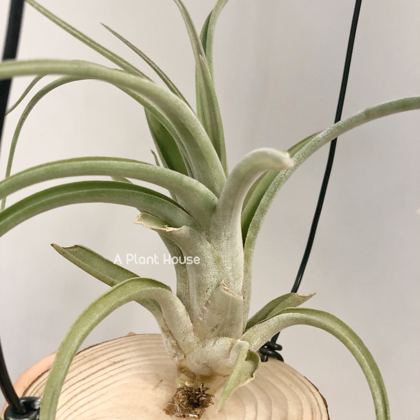 Tillandsia Cheryl