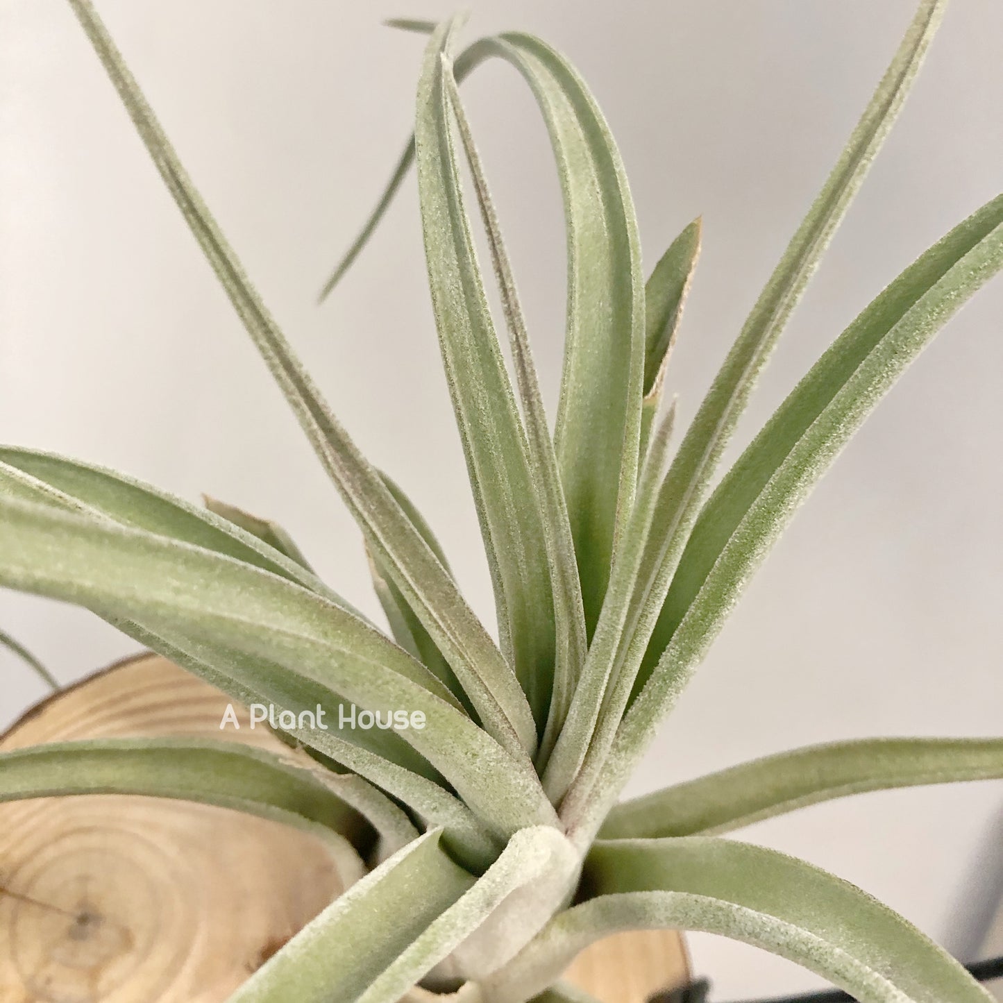 Tillandsia Cheryl