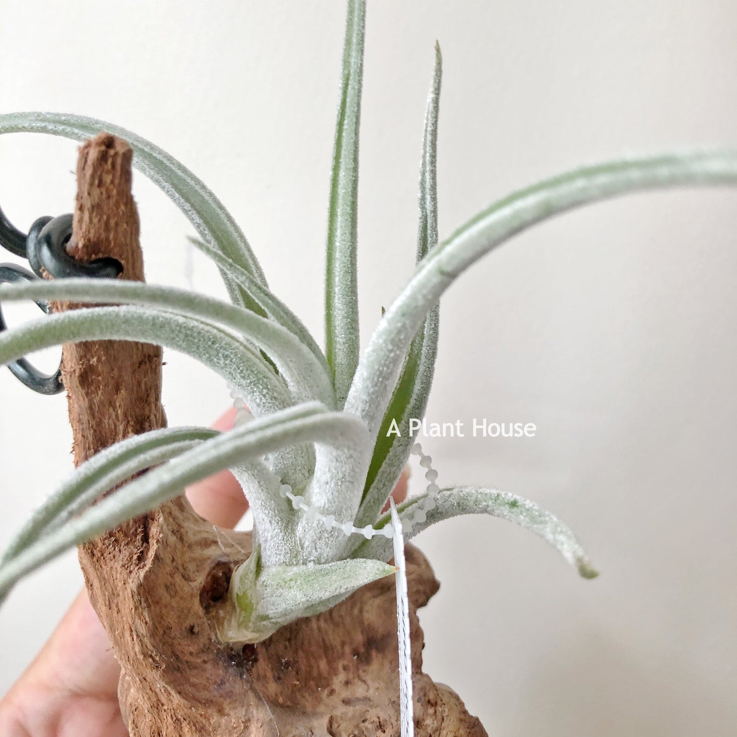 Tillandsia Pueblensis
