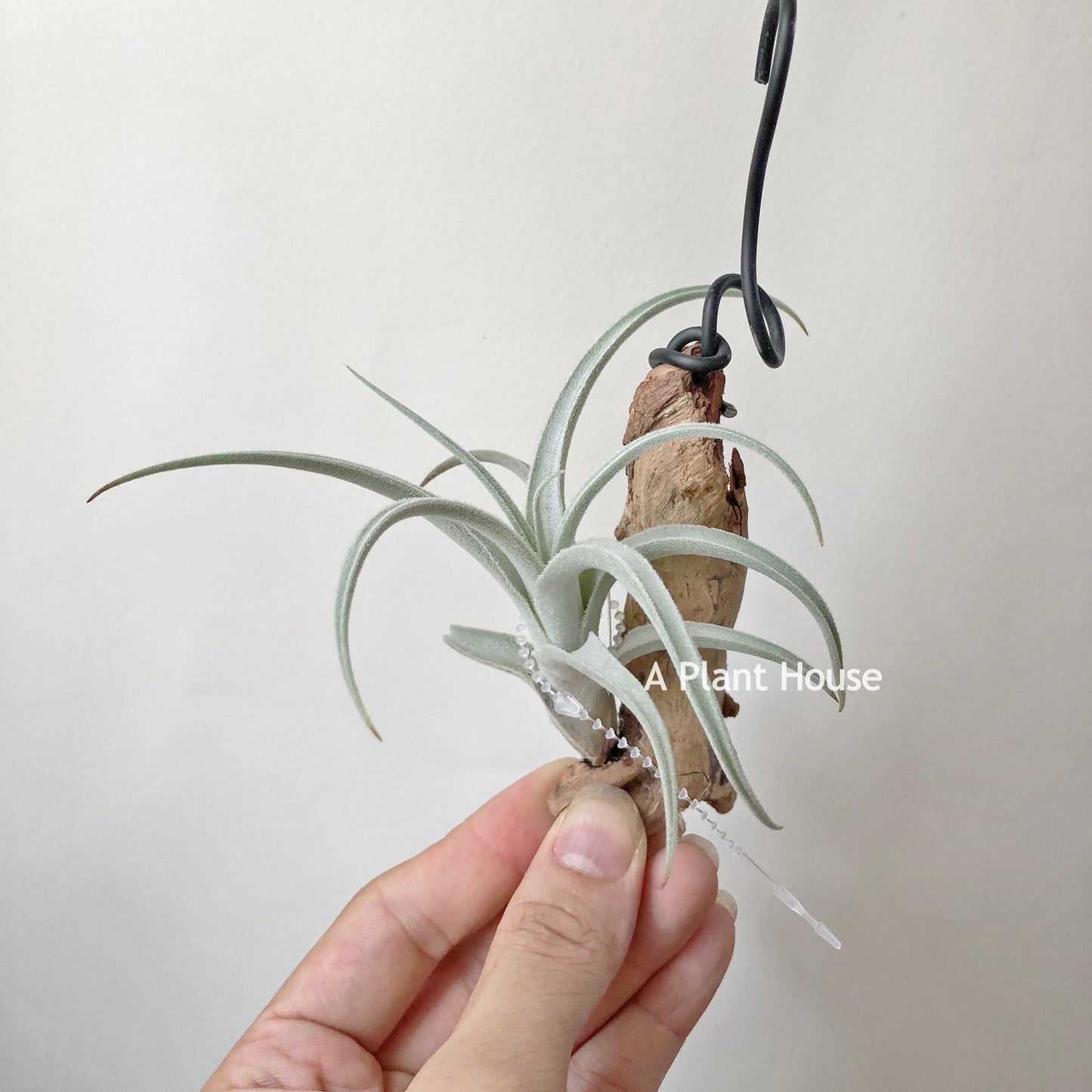 Tillandsia Chiletensis