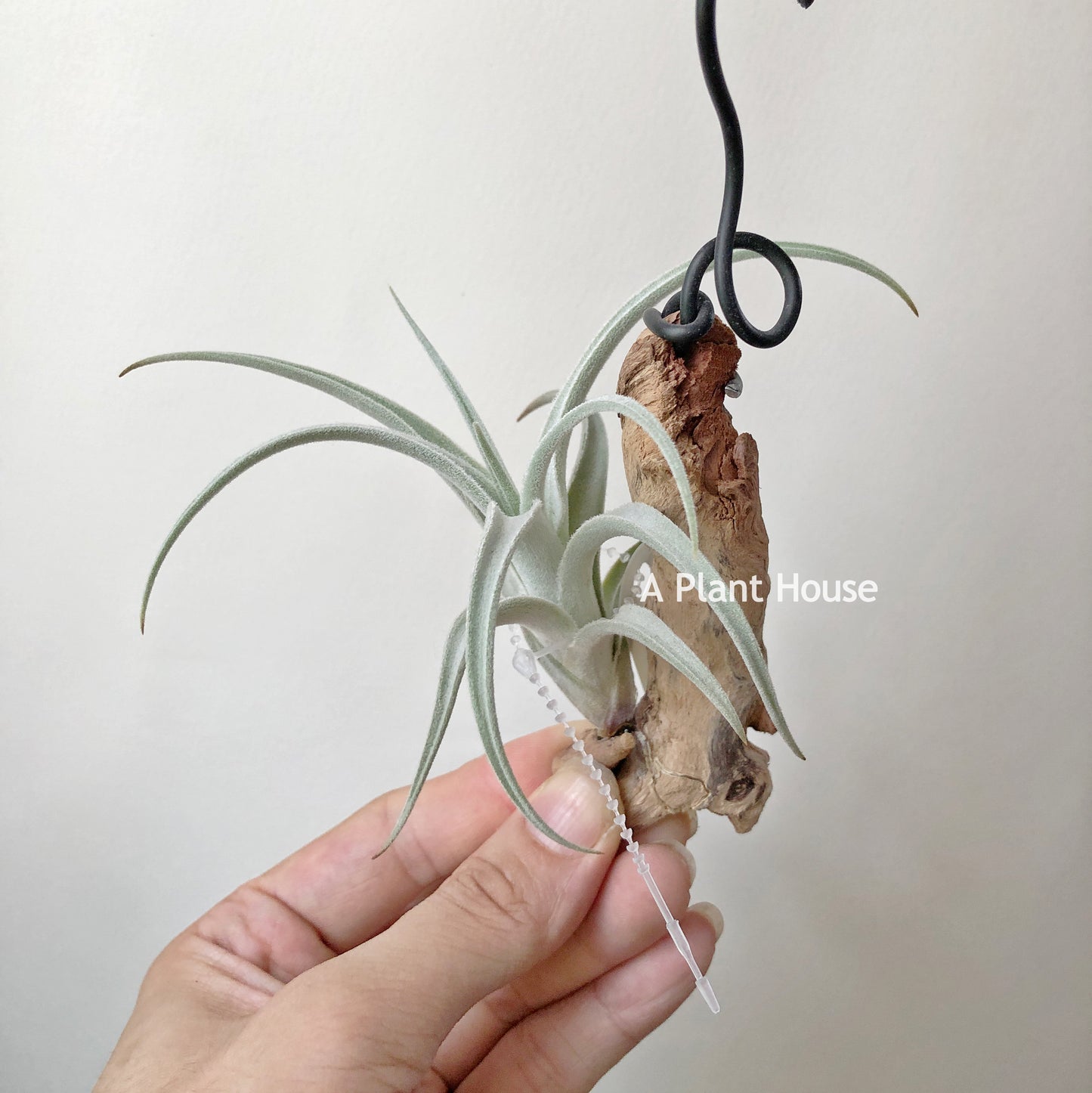 Tillandsia Chiletensis