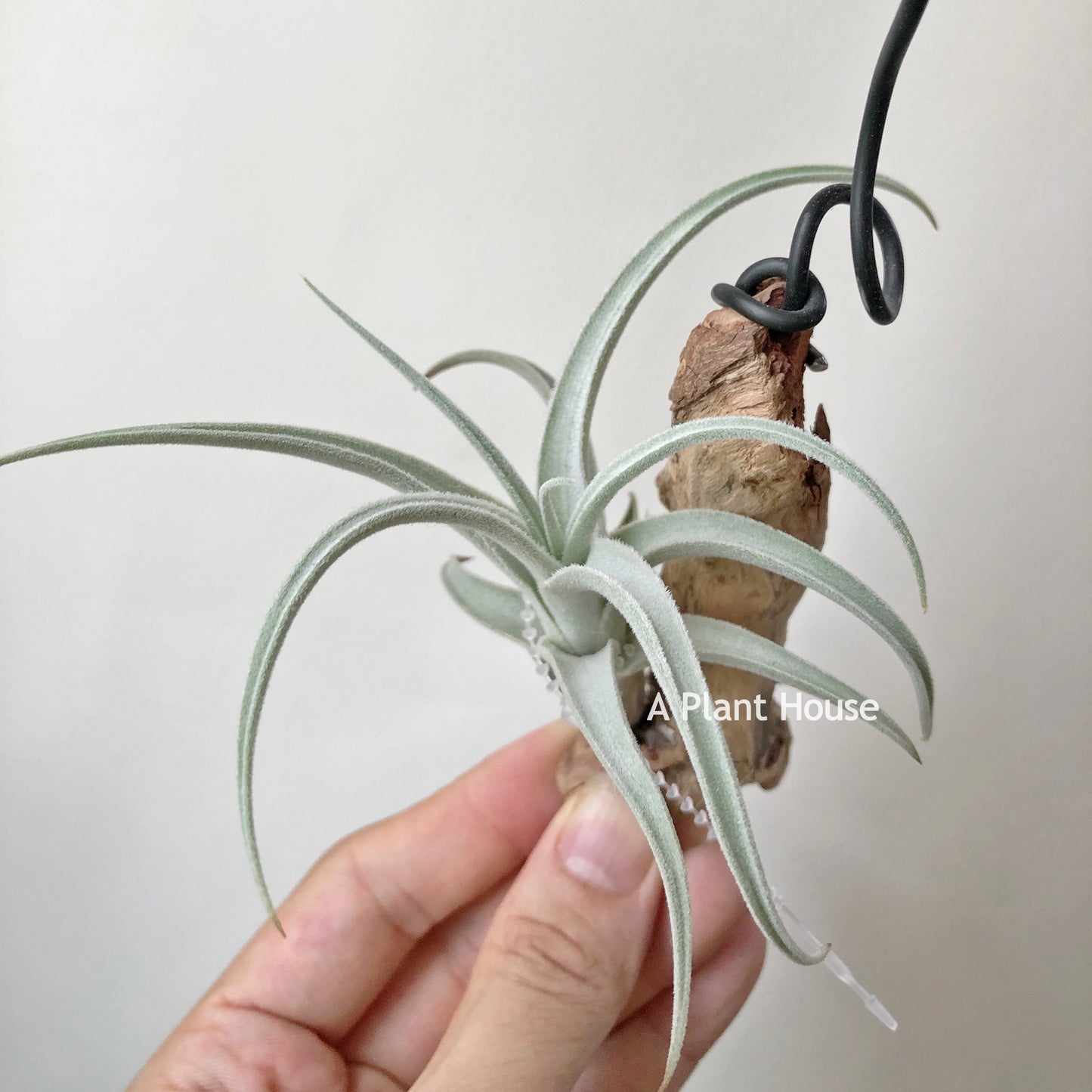 Tillandsia Chiletensis