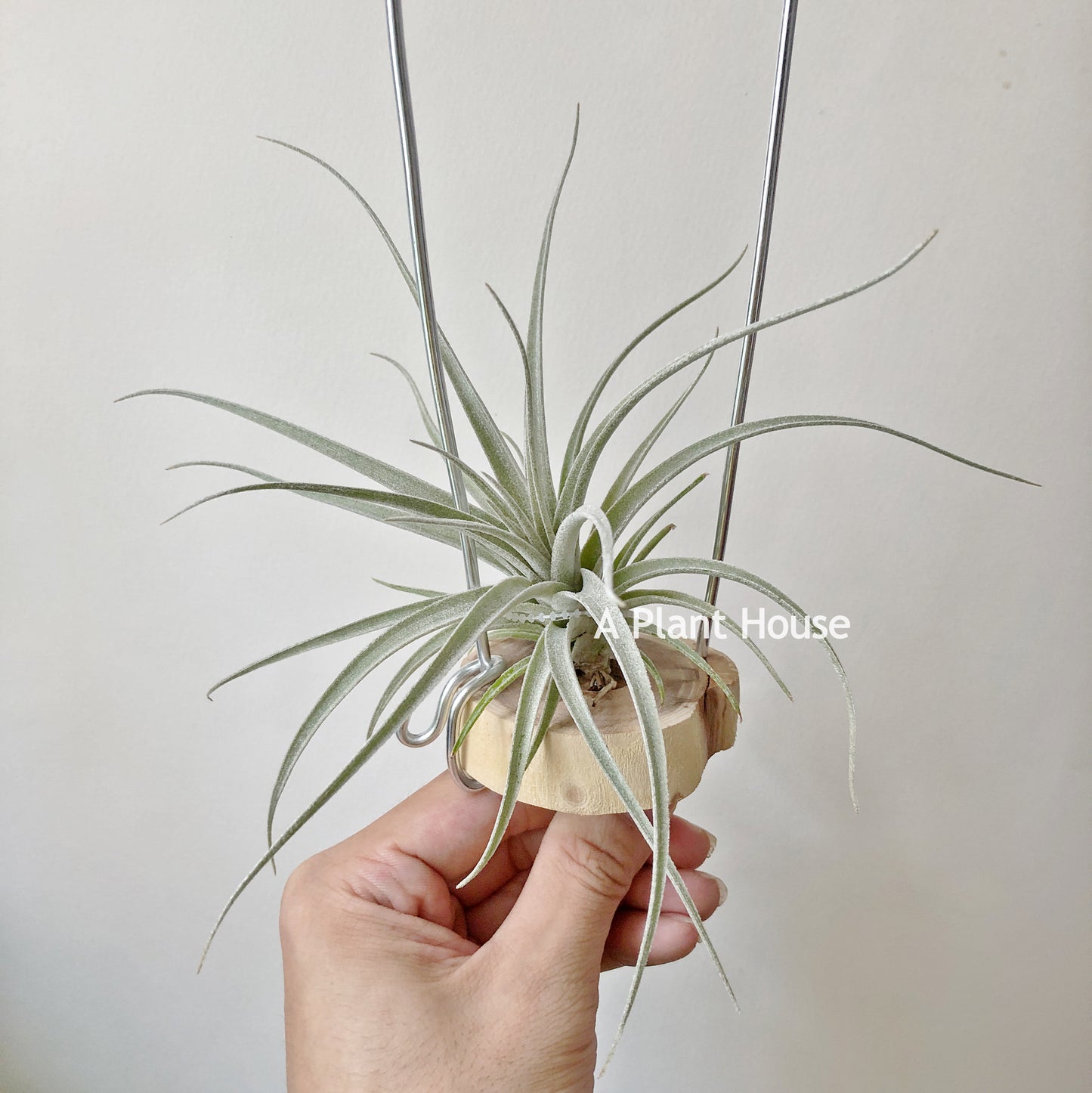 Tillandsia Bird Rock Curiosity