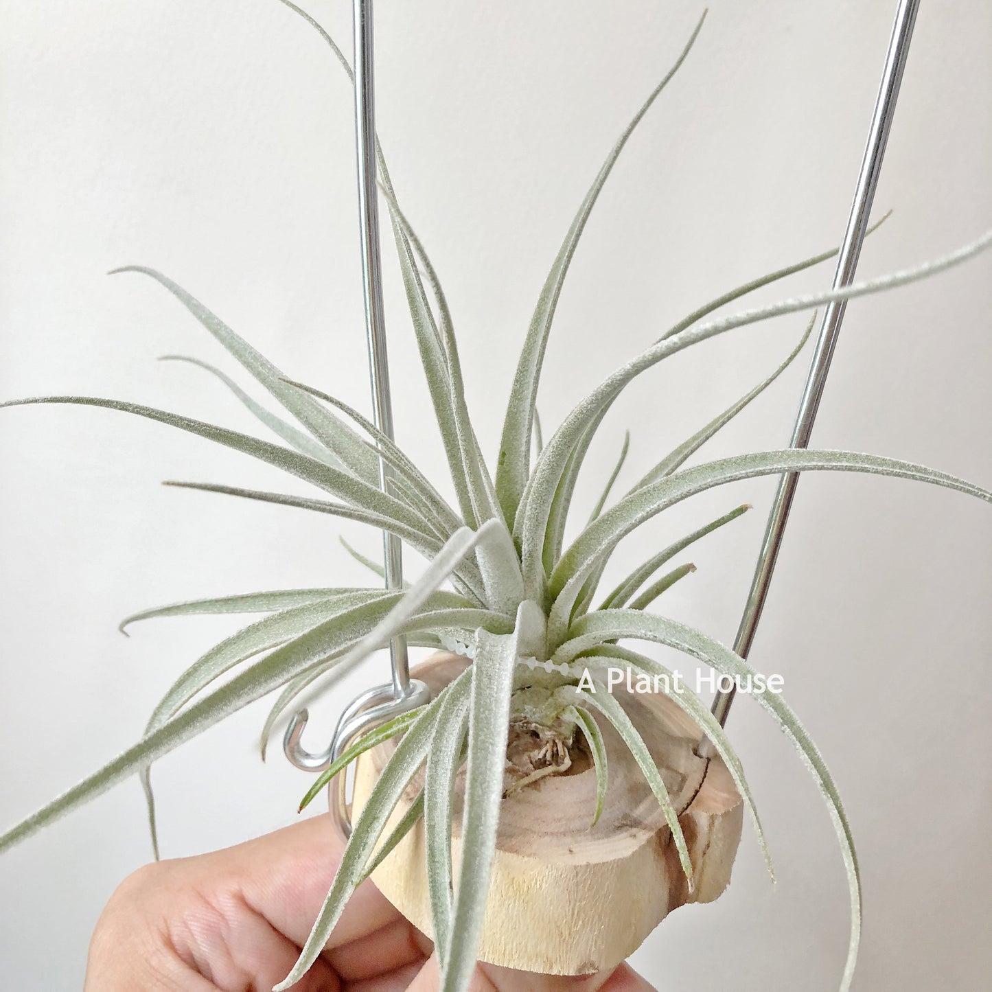 Tillandsia Bird Rock Curiosity