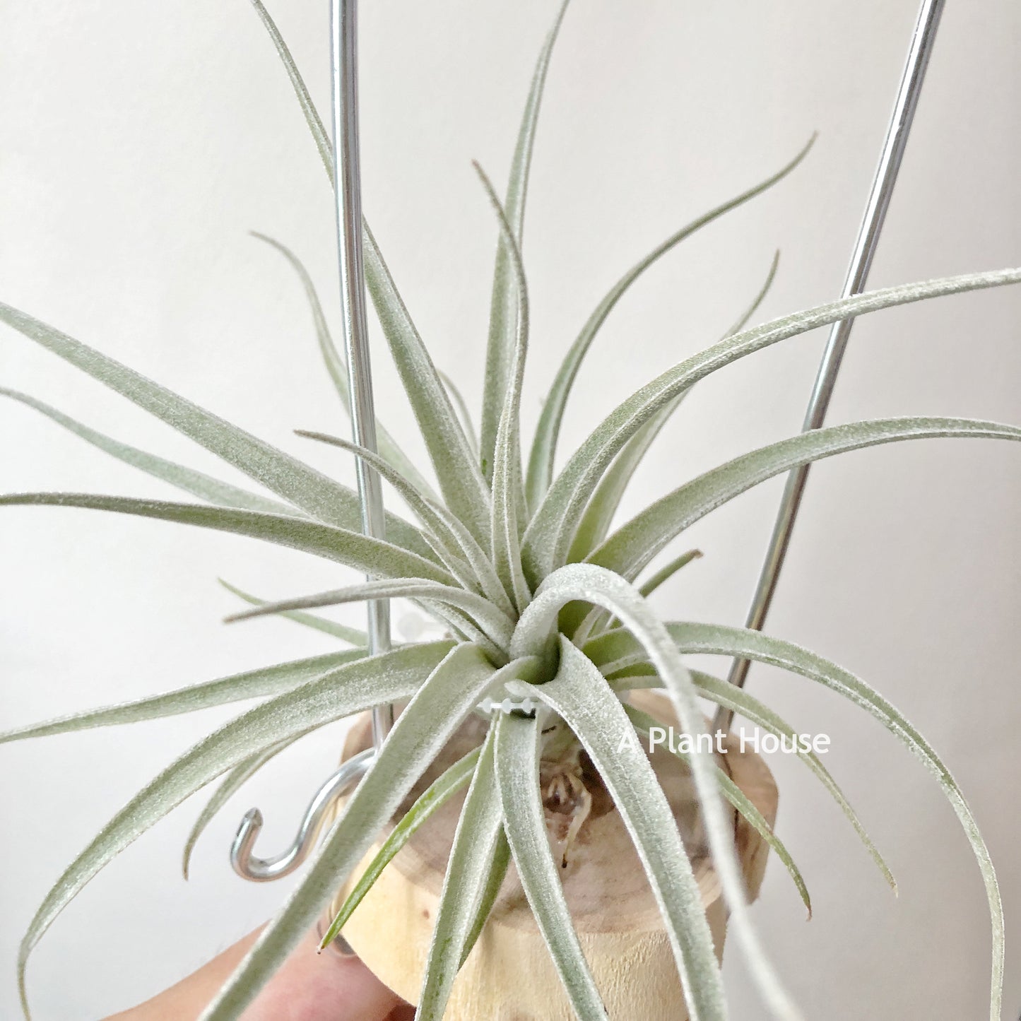 Tillandsia Bird Rock Curiosity